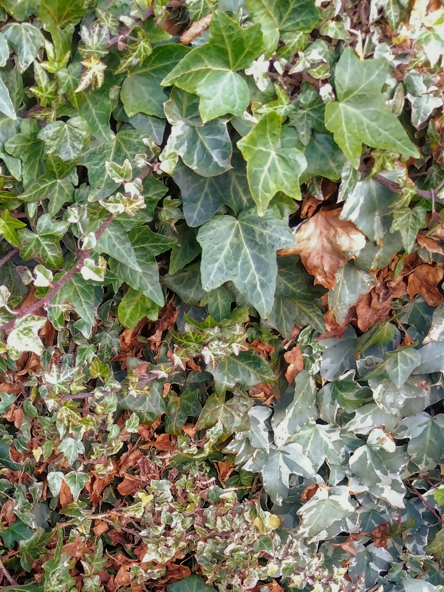 Fond de feuilles de lierre vertes et brunes avec quelques feuilles sèches