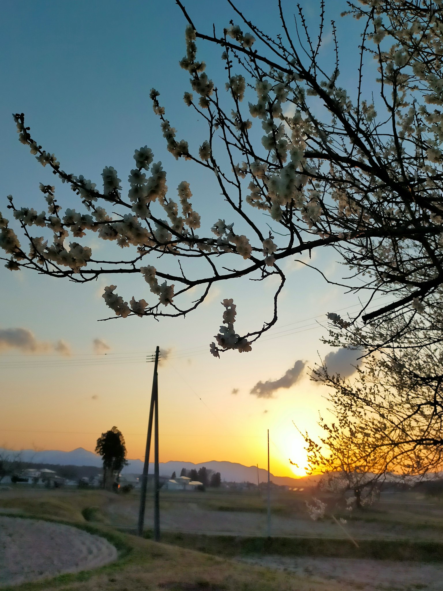 Sonnenuntergang, der blühende Zweige und Landschaft beleuchtet