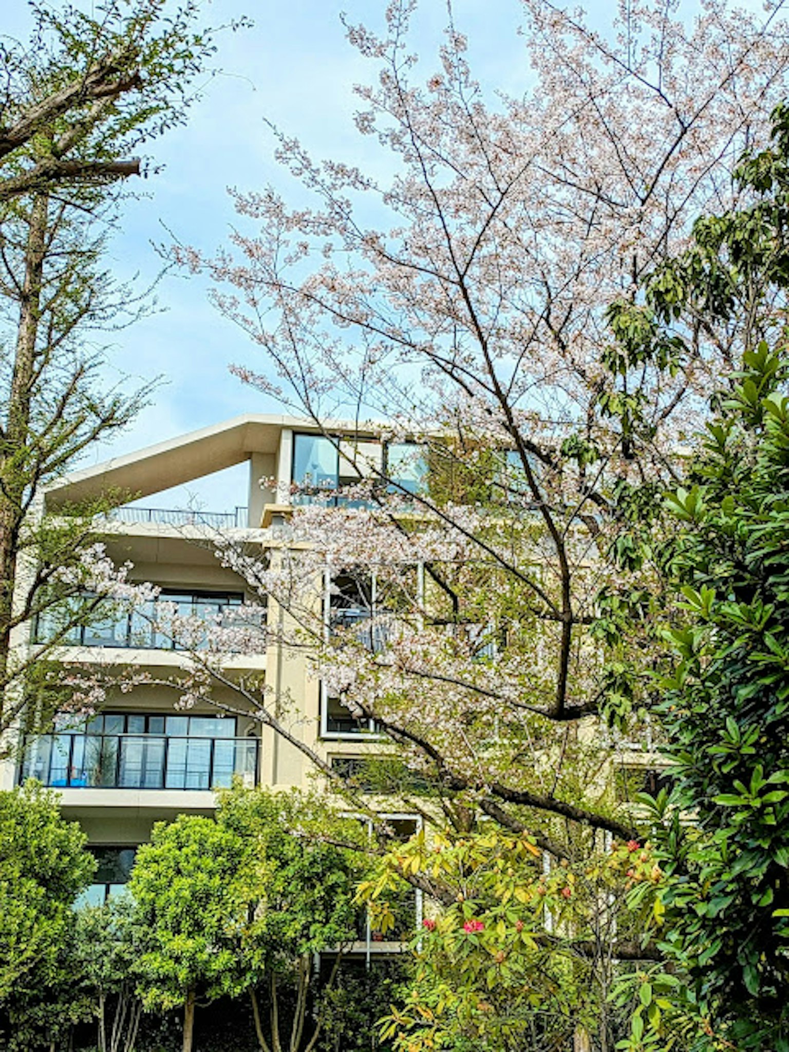Pohon bunga sakura dengan bangunan modern di latar belakang