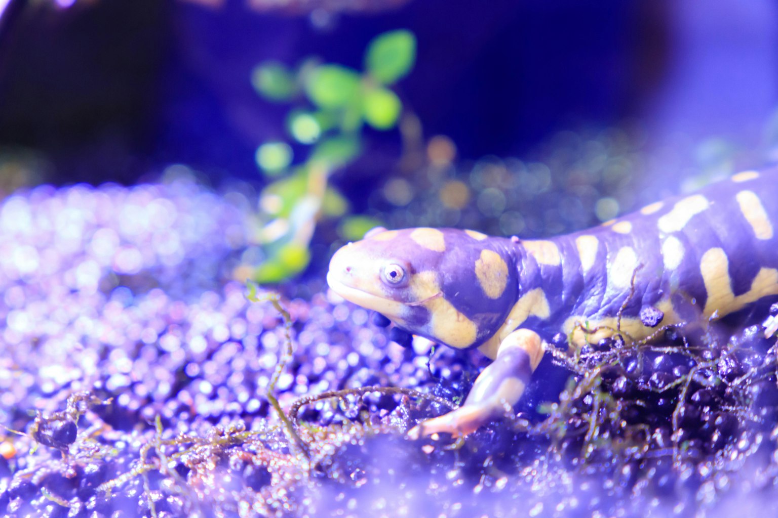 Salamandra con macchie gialle in acqua blu-viola
