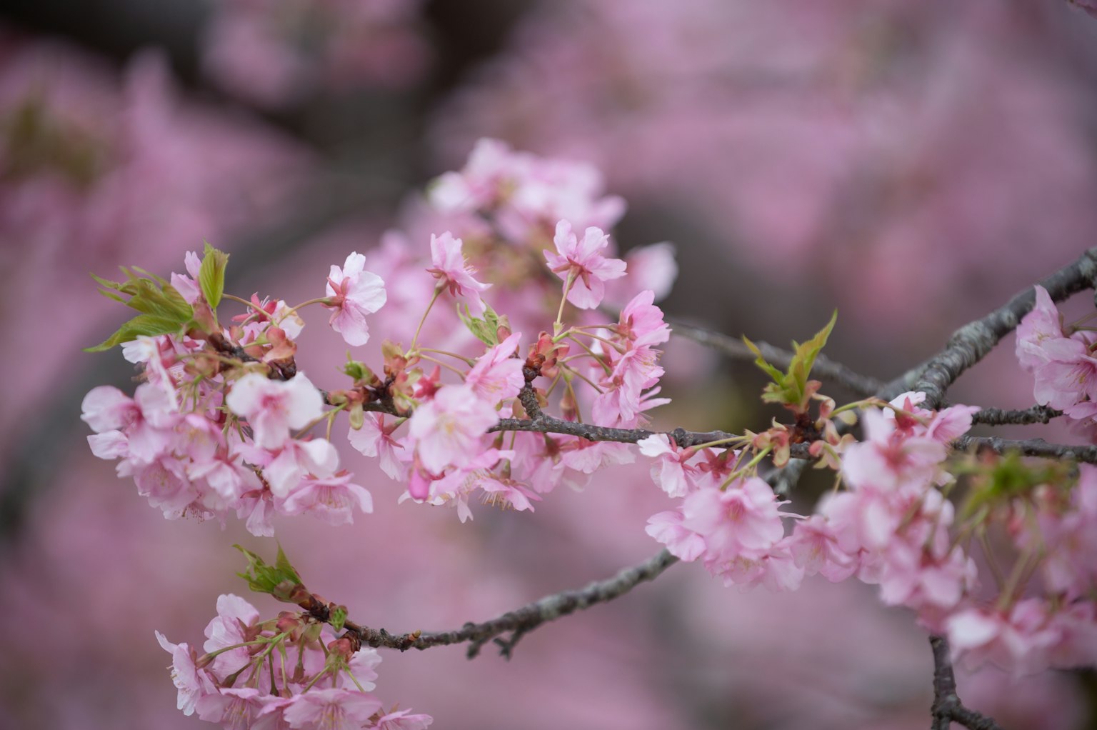 Kedekatan cabang bunga sakura dengan bunga pink