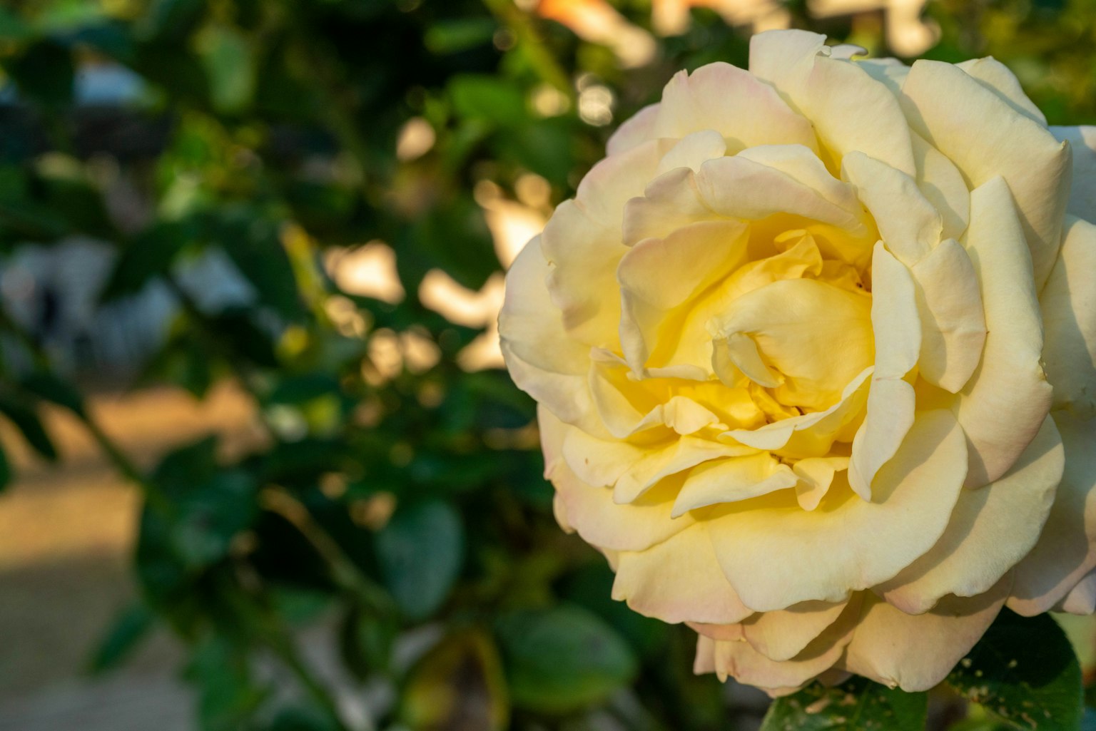 Sebuah mawar kuning yang indah dikelilingi oleh daun hijau