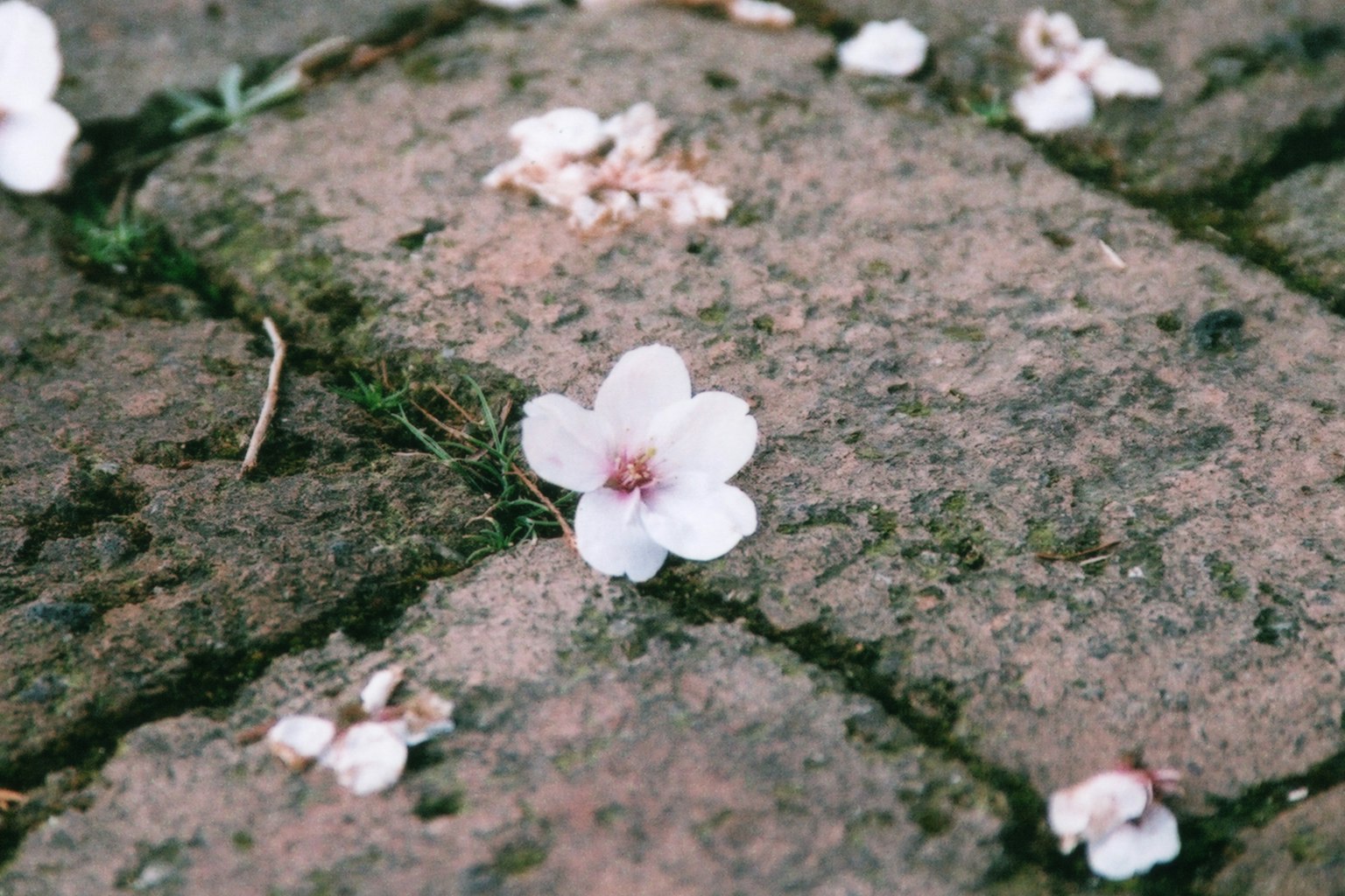 樱花花瓣和花在鹅卵石路面上