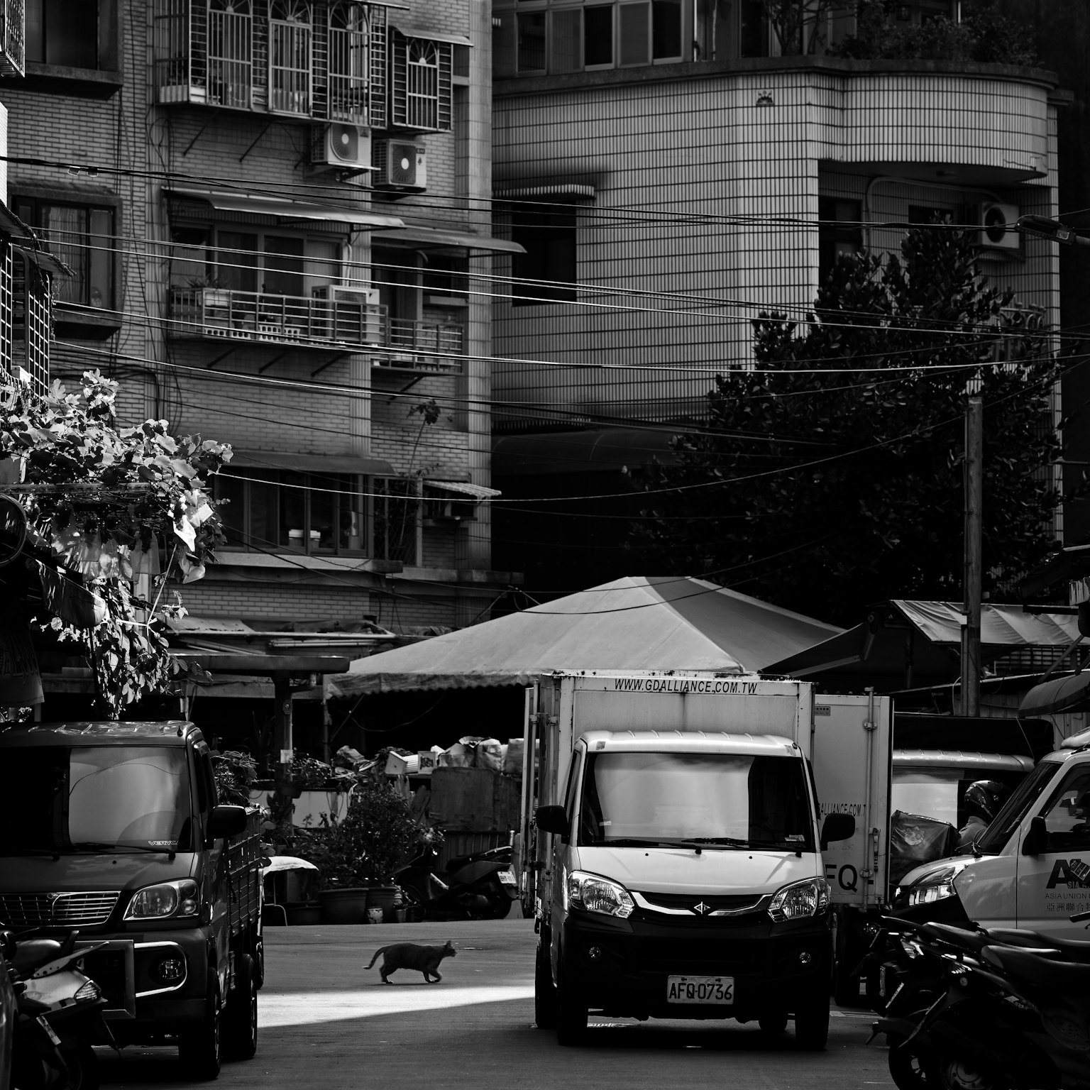 ภาพเมืองขาวดำ มีรถและแมวอยู่บนถนน แสดงให้เห็นด้านนอกของอาคารและสายไฟ