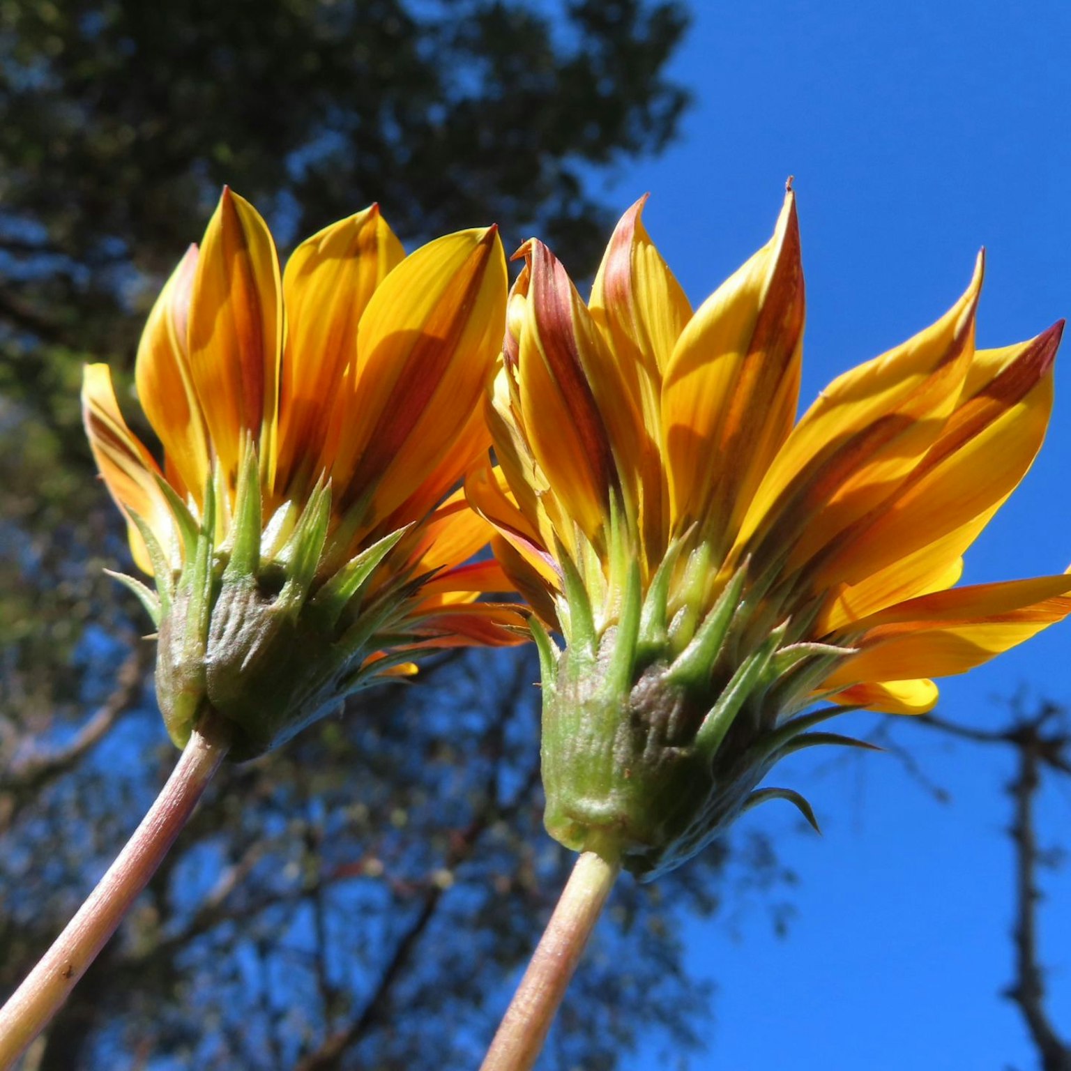 Lebendige gelbe Blumen, die vor blauem Himmel blühen