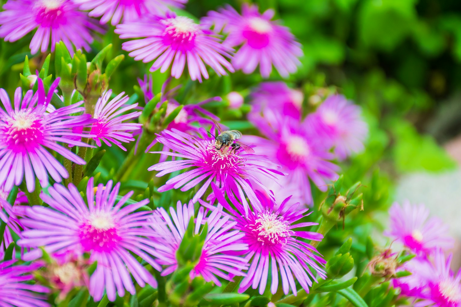 Fleurs roses vibrantes dans un jardin avec une abeille parmi elles