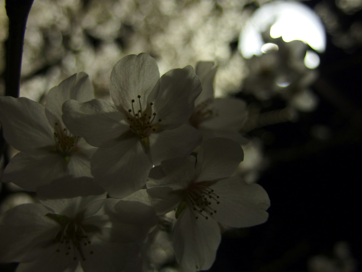 Fiori di ciliegio notturni illuminati dalla luce della luna