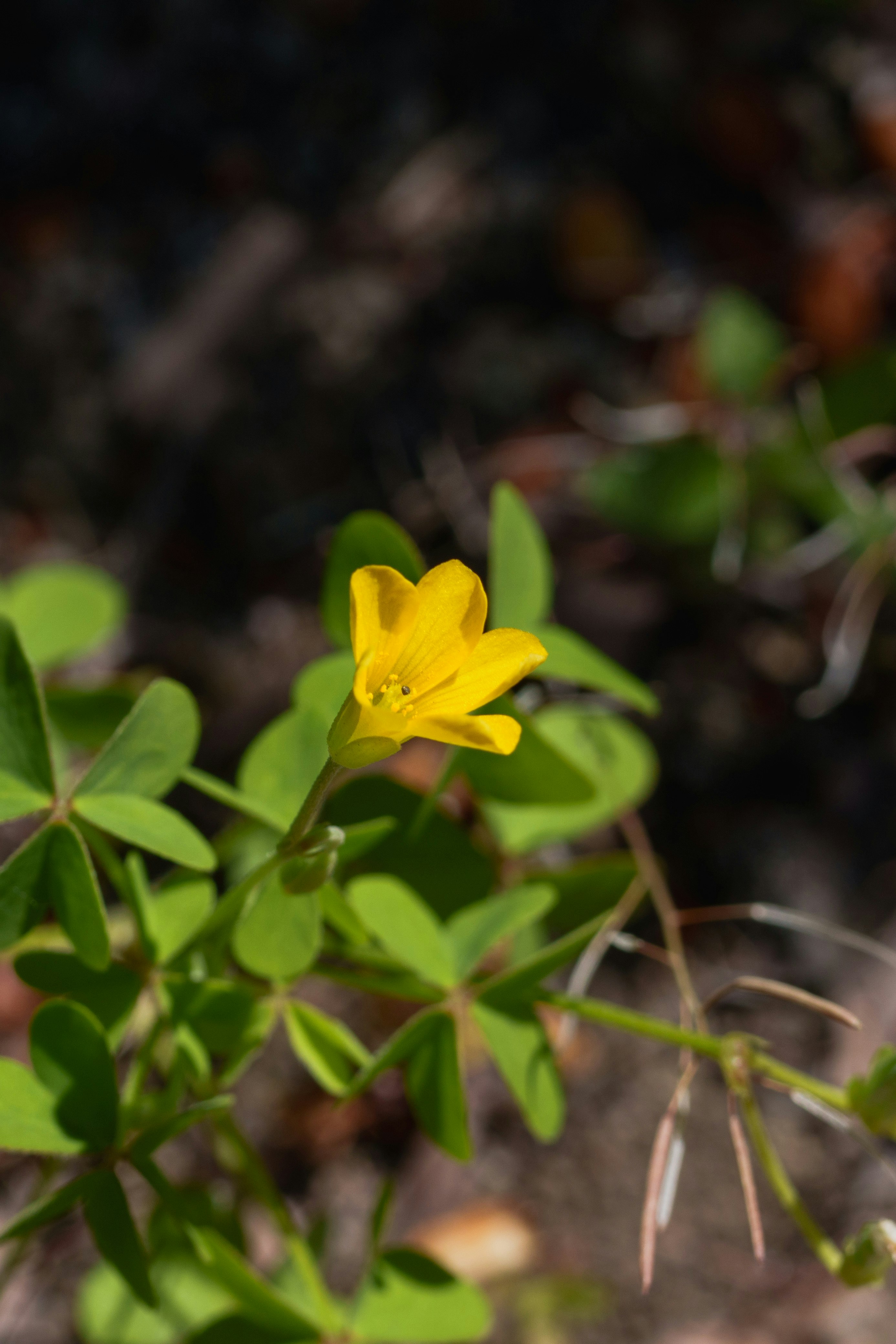 草むらの黄色い花が咲く自然の一角