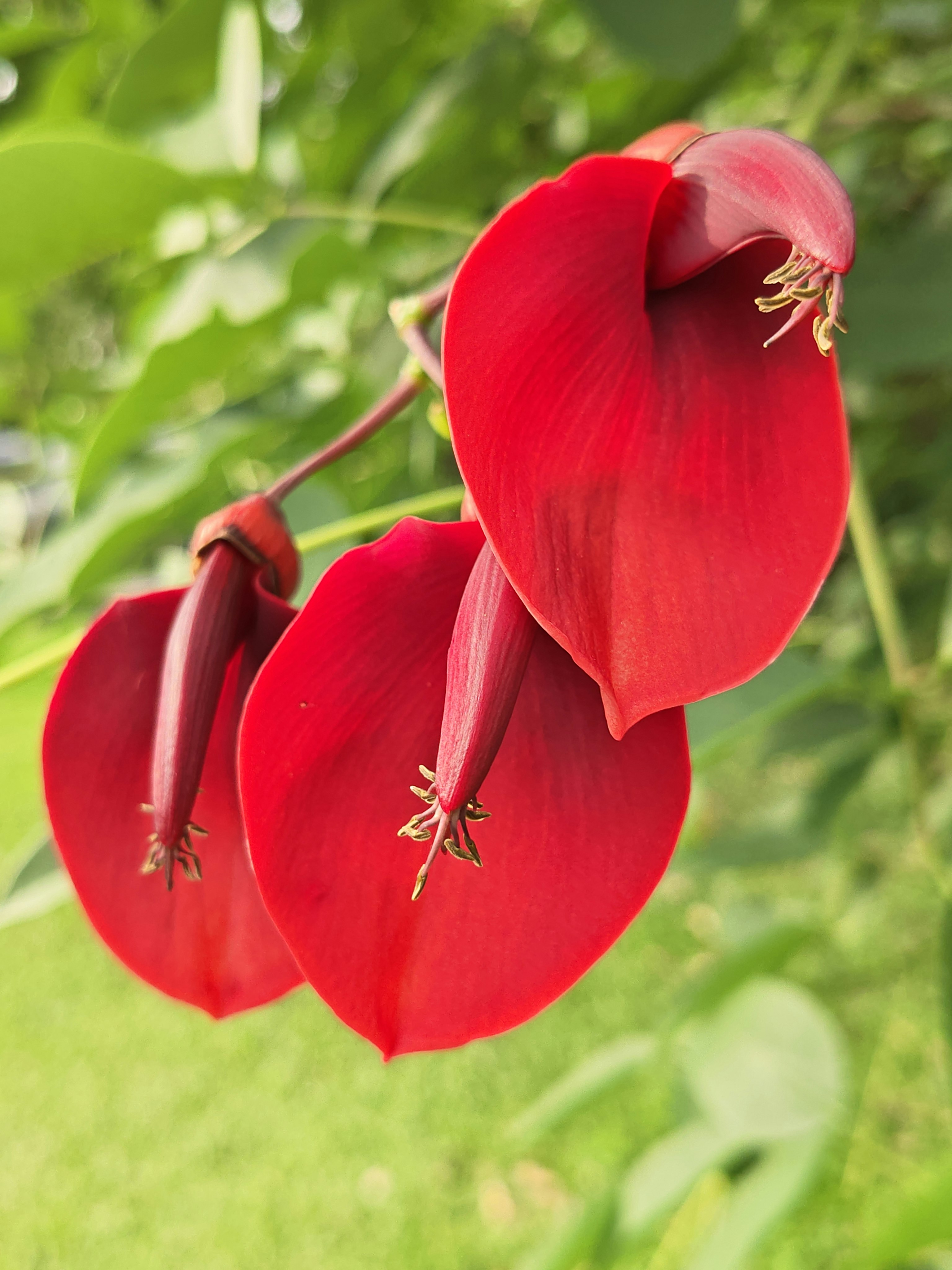 赤い花のつぼみと花びらが鮮明に写る自然のクローズアップ