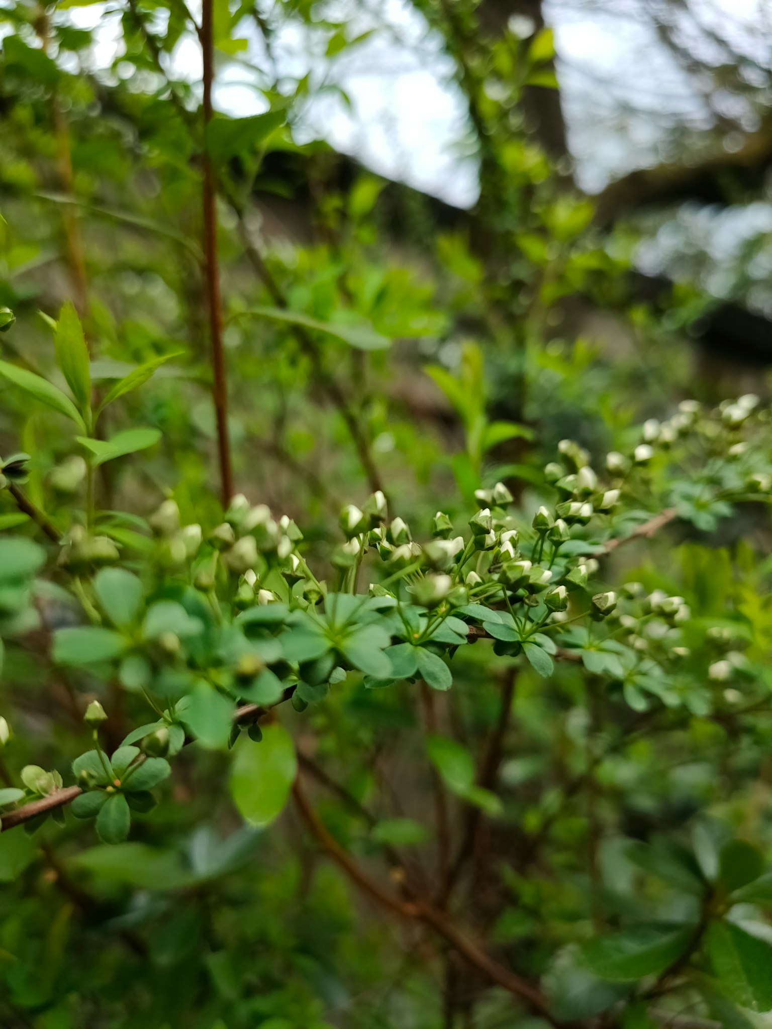Close-up tanaman dengan daun hijau dan bunga putih kecil