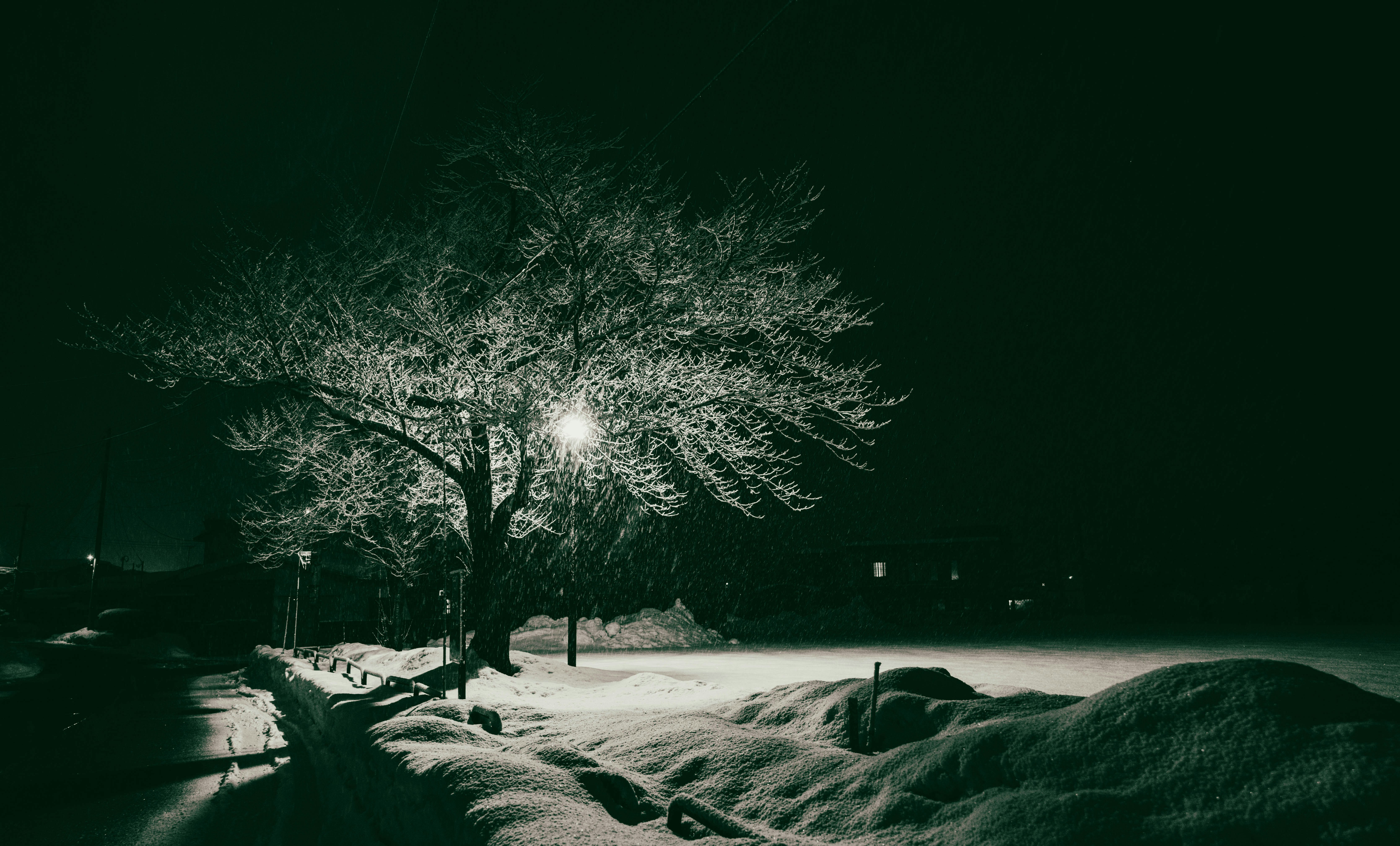 雪地公園裡路燈照亮的樹木夜景