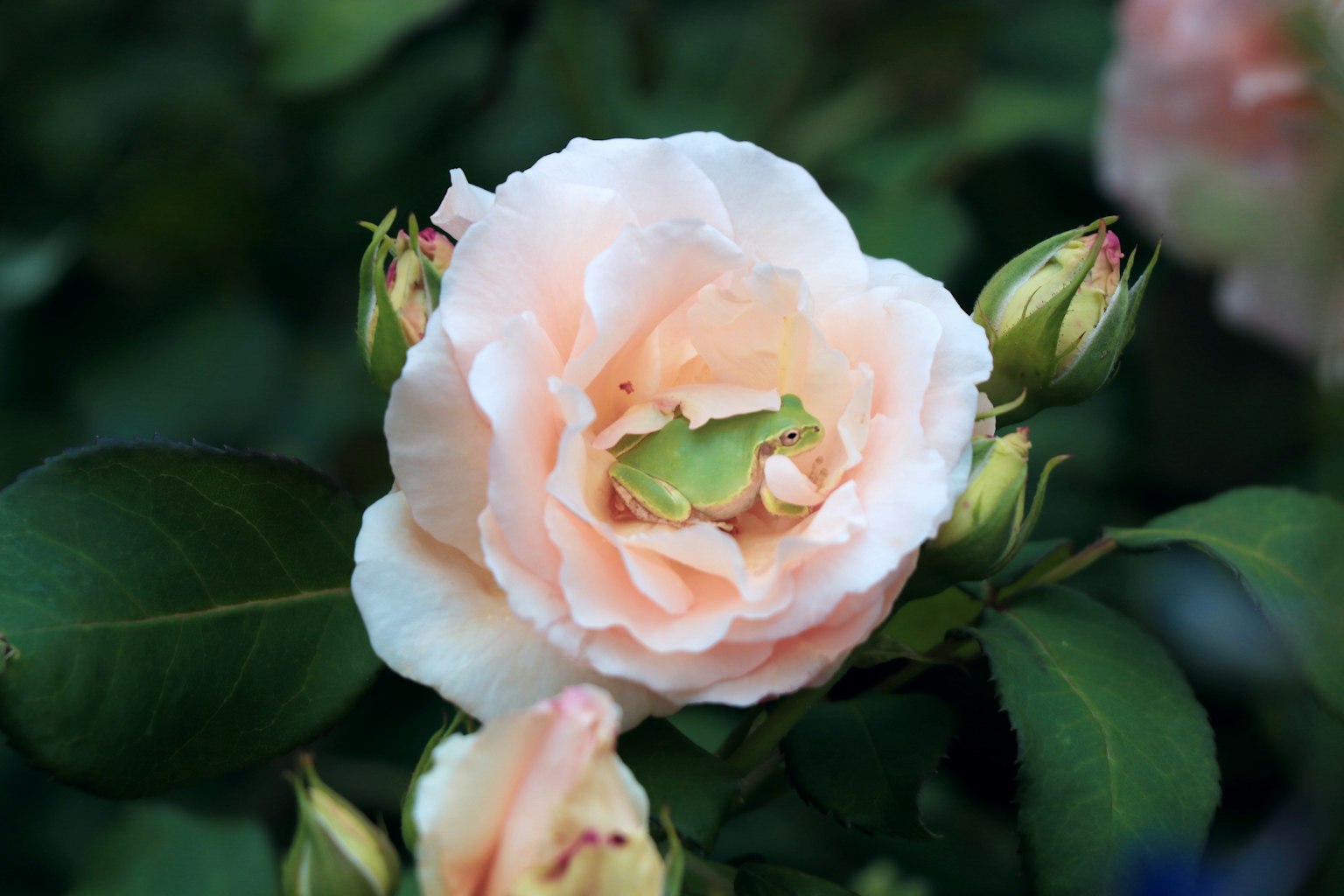 Eine blühende rosa Blume umgeben von grünen Blättern und Knospen