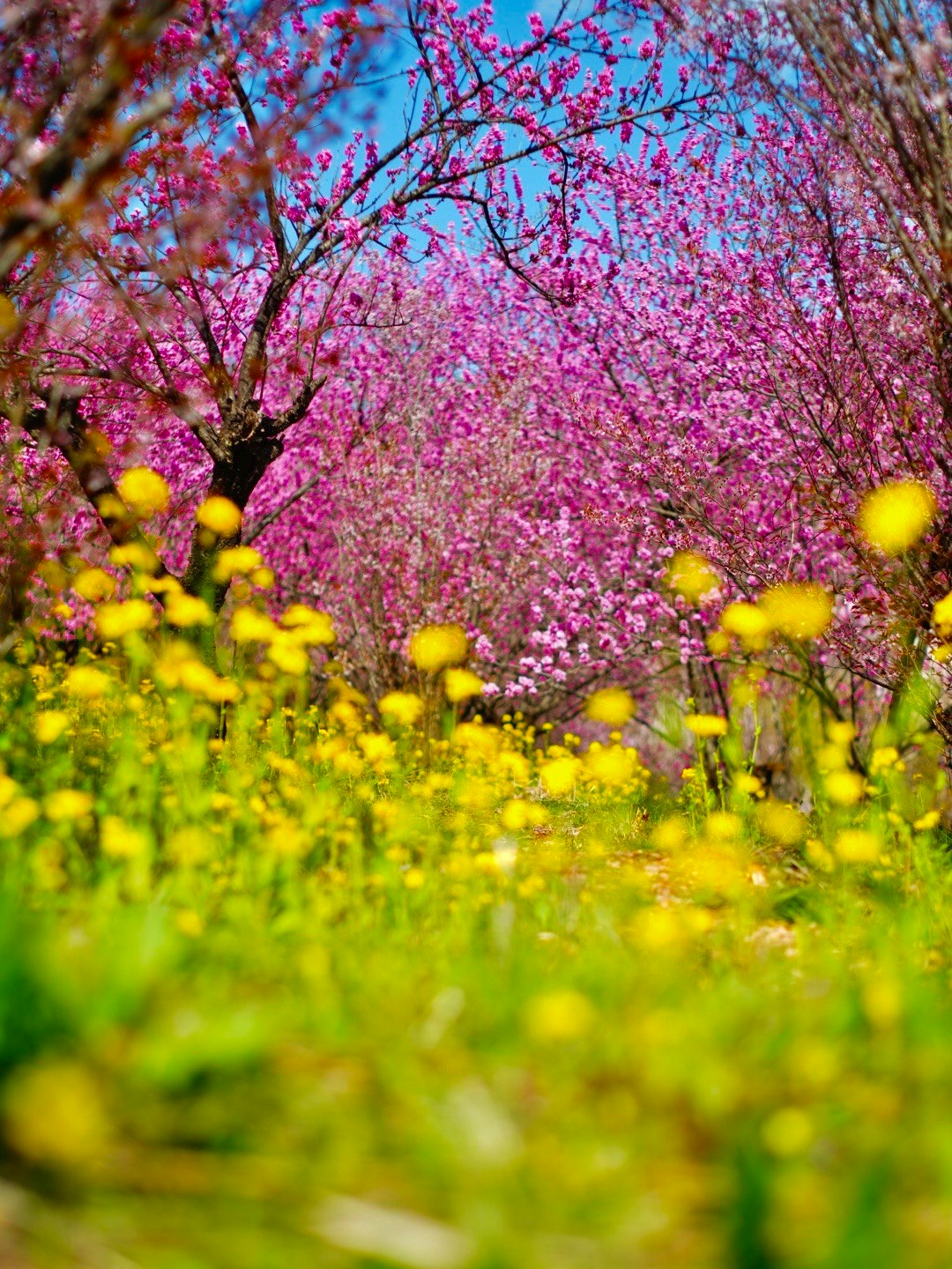 桃色の花が咲き並ぶ庭の花景色