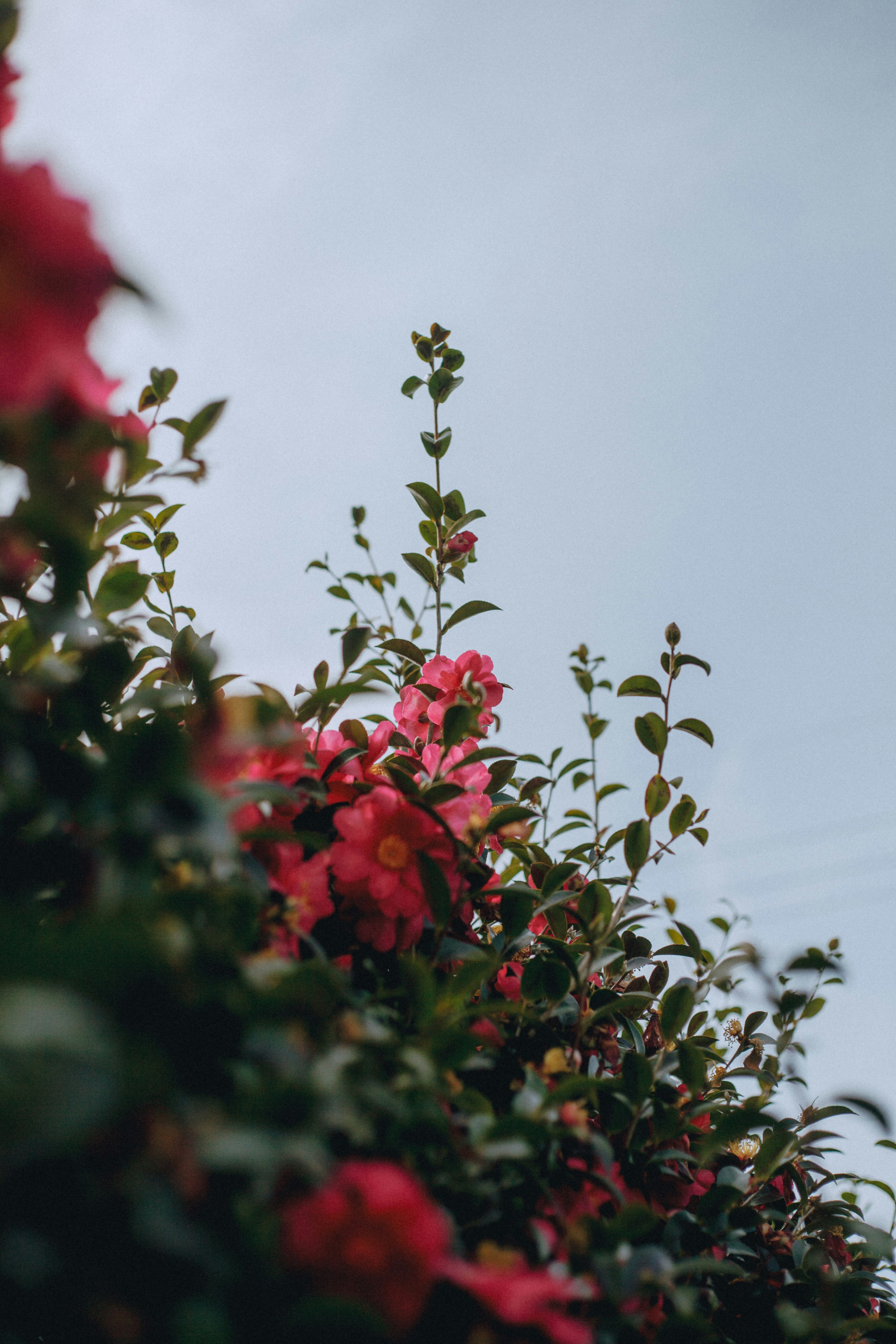 close-up of red blossoms and budding stems