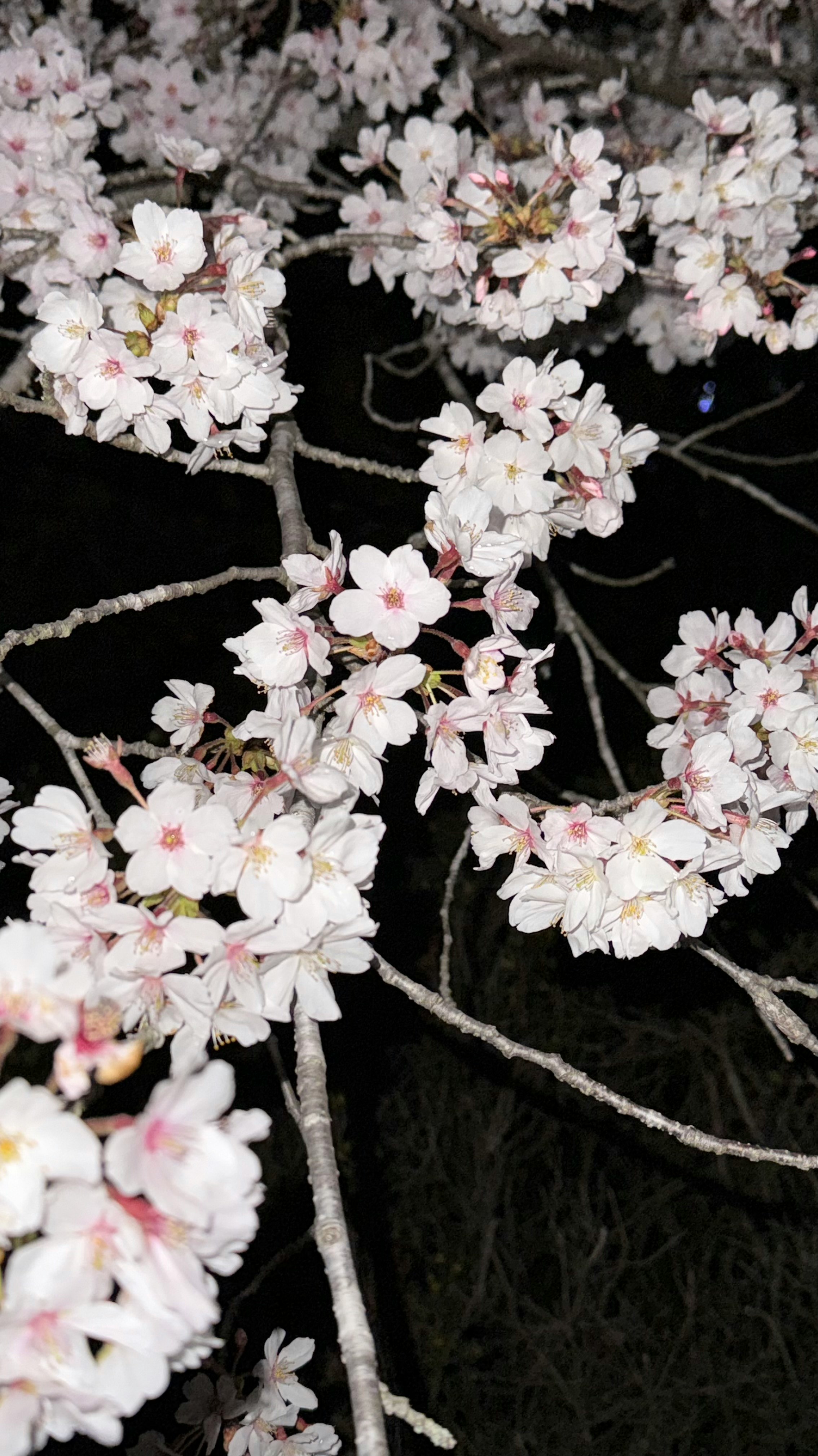 Nachts blühende Kirschblüten im Onsen-yama Rakuen, voll belaubte Zweige vor dunklem Hintergrund
