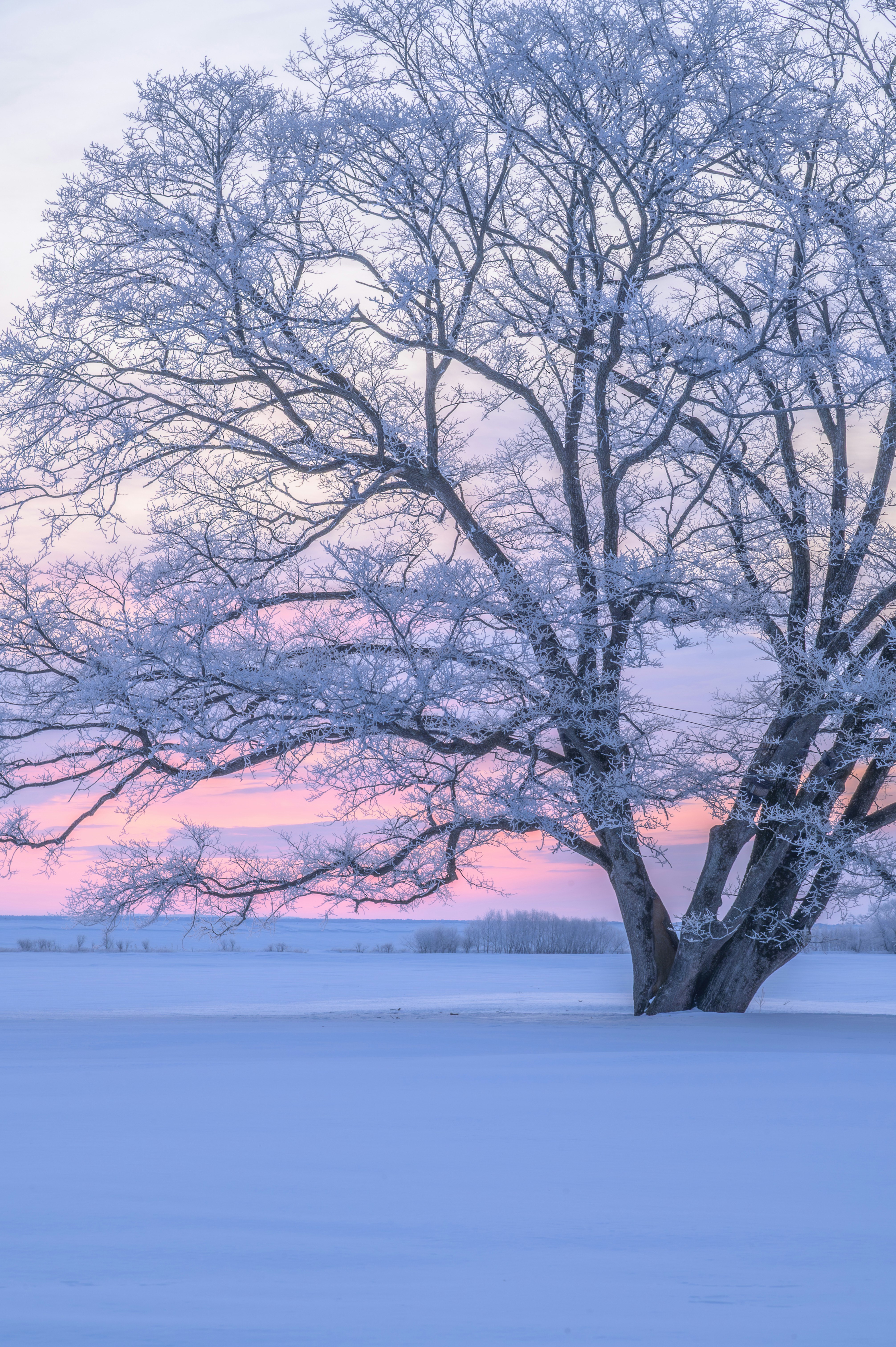 雪原に立つ桜の大木と夕焼けの空