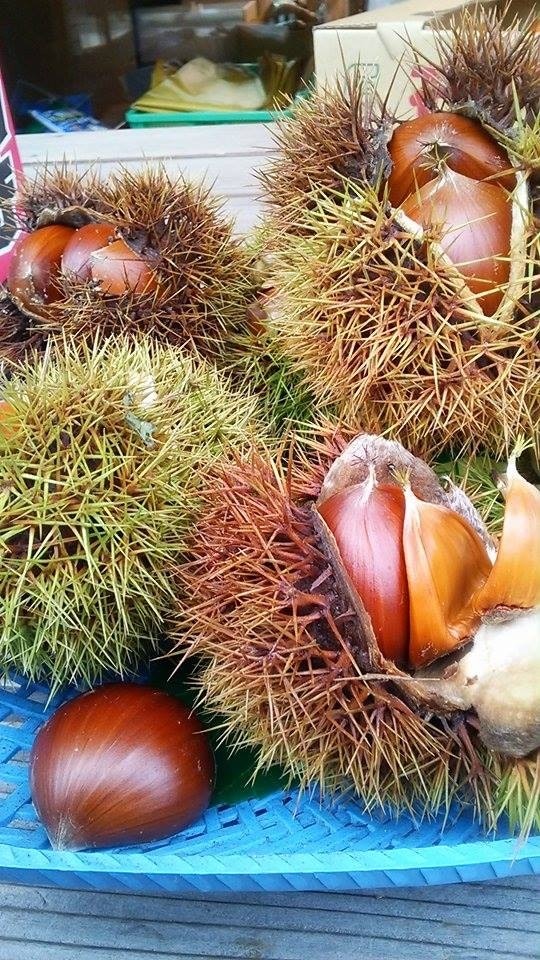 秋の味覚の栗とトゲのあるイガの盛り合わせ