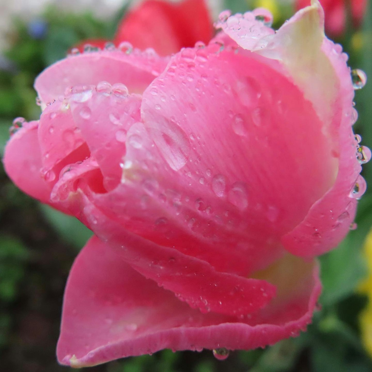 ภาพใกล้ชิดของดอกทิวลิปสีชมพูที่มีน้ำค้างอยู่บนกลีบ