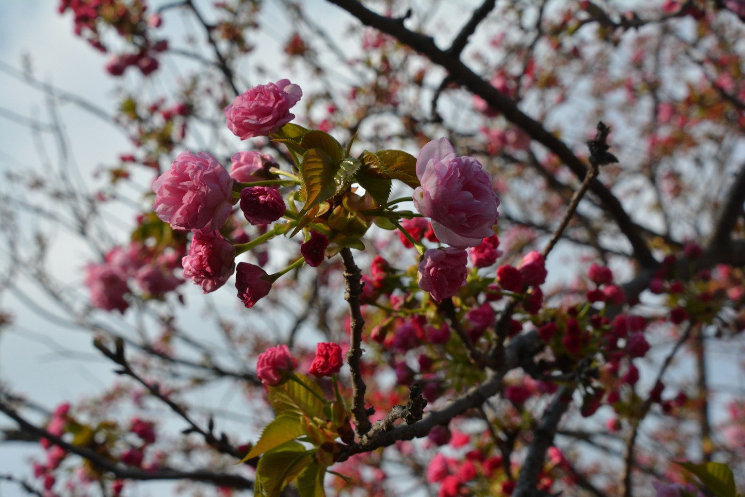 Close-up of cherry blossoms on a tree branch