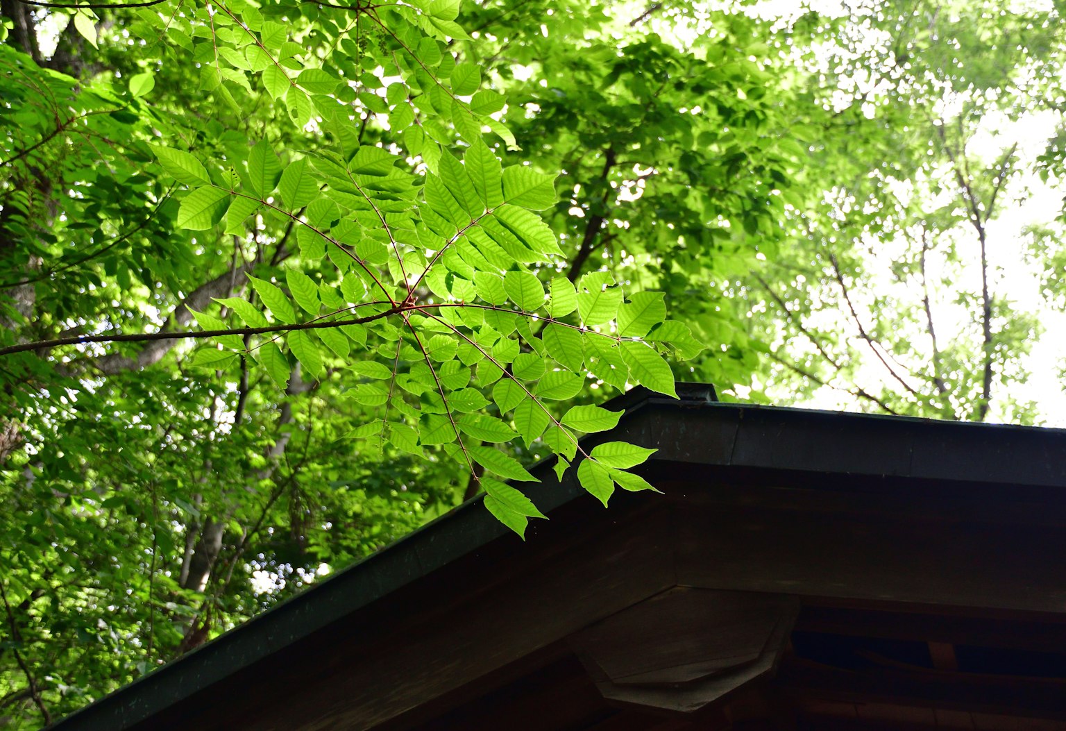 Feuilles vertes luxuriantes et une partie d'un toit dans un cadre naturel