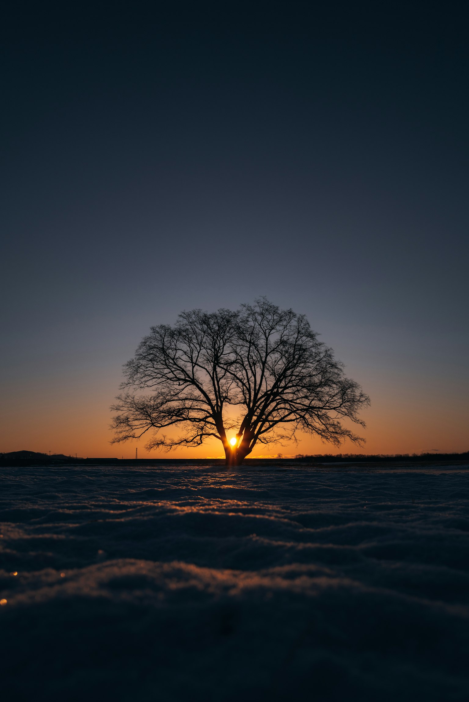 夕陽背景下單棵樹的輪廓 被雪覆蓋的地面上