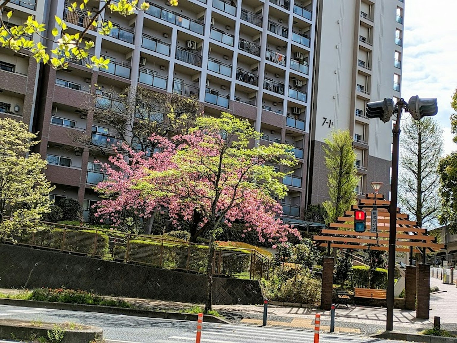 櫻花樹和高樓公寓建築的場景，帶有交通信號燈