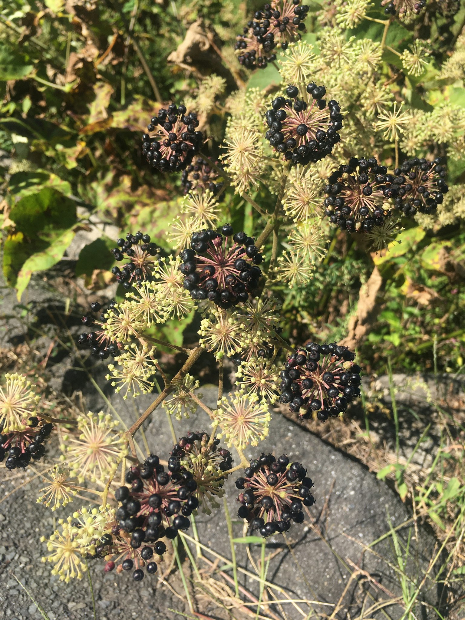 Gros plan d'une plante avec des fruits noirs et des feuilles vertes