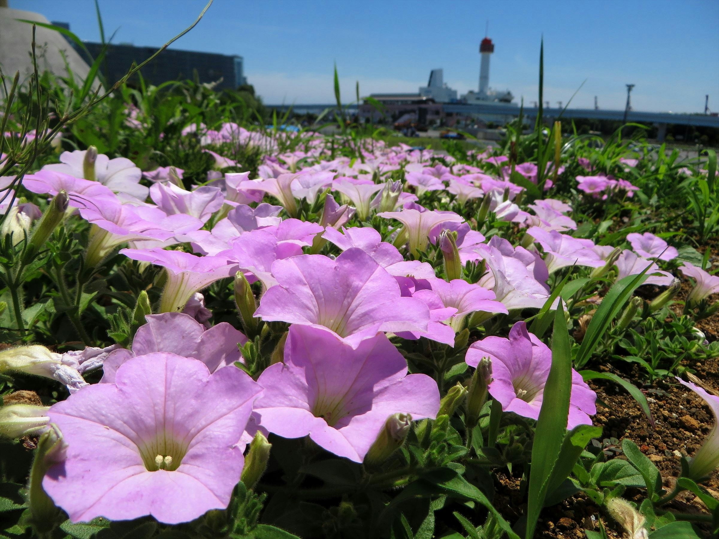 花壇に咲くピンクのツツジと街並みを望む景色