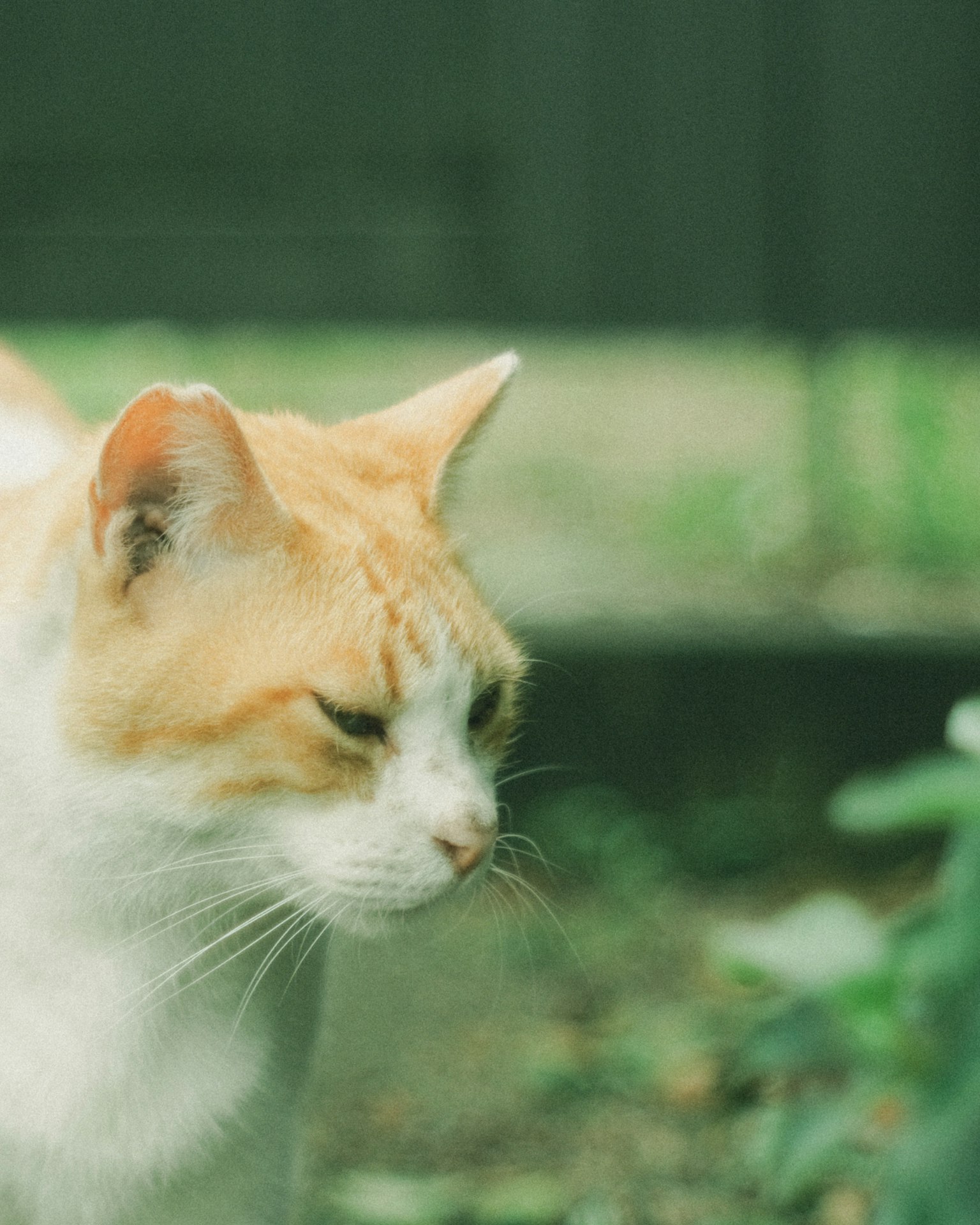 Un chat blanc et orange près de l'herbe