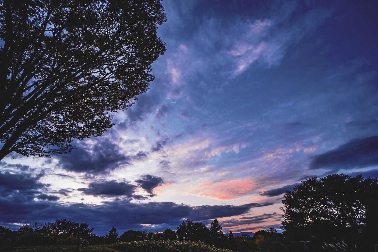 Paesaggio bello con cielo al tramonto e silhouette di alberi