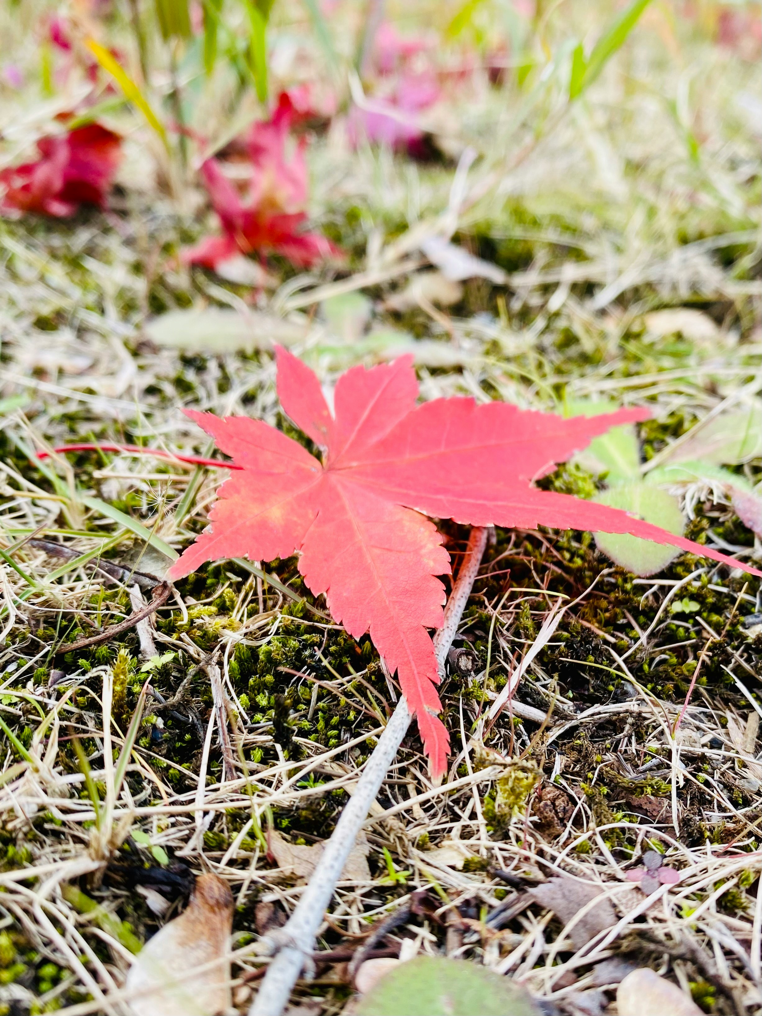 Feuilles d’érable éparpillées sur l’herbe en hiver