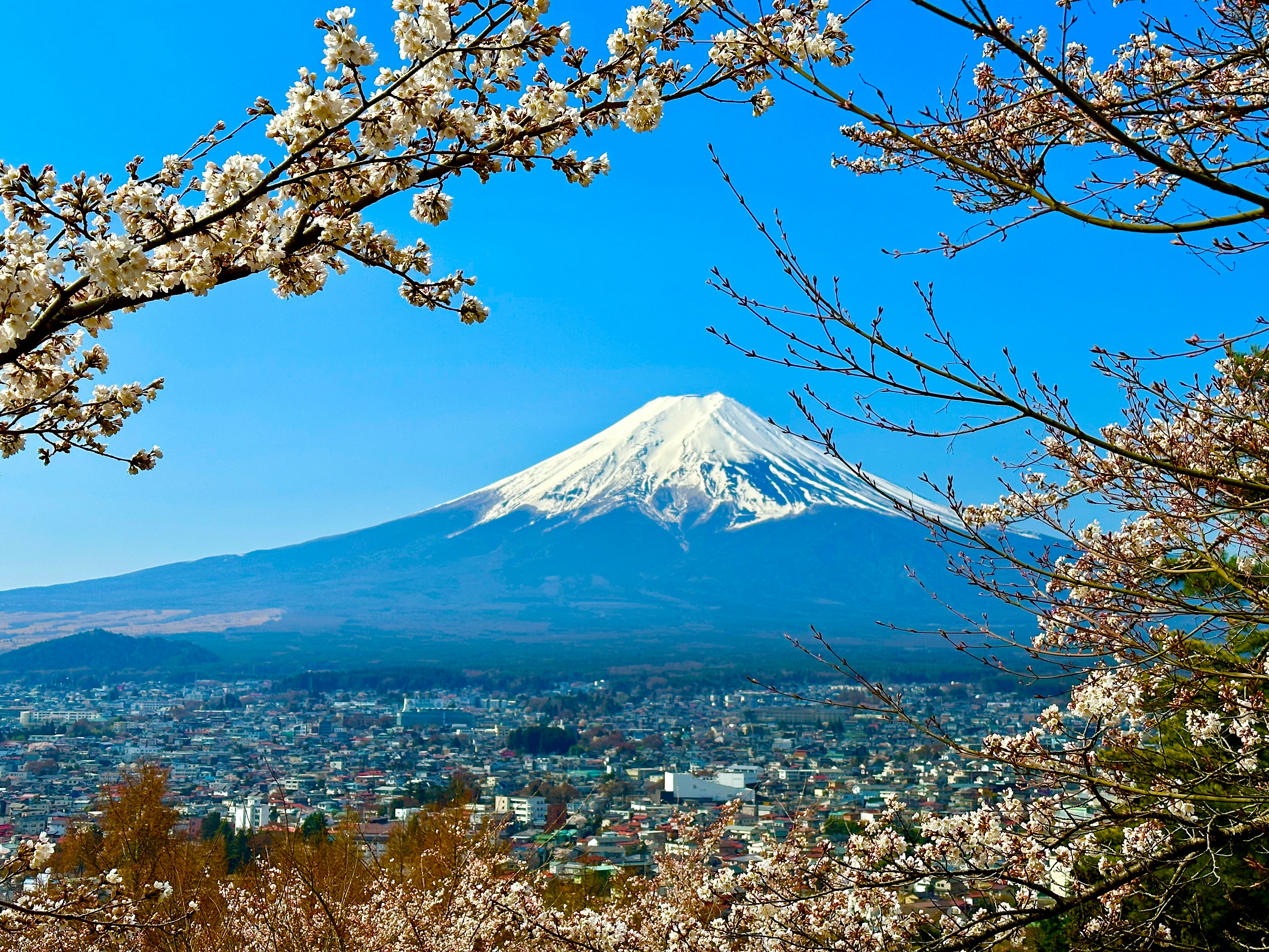 桜の花と富士山を望む山麓の街並み