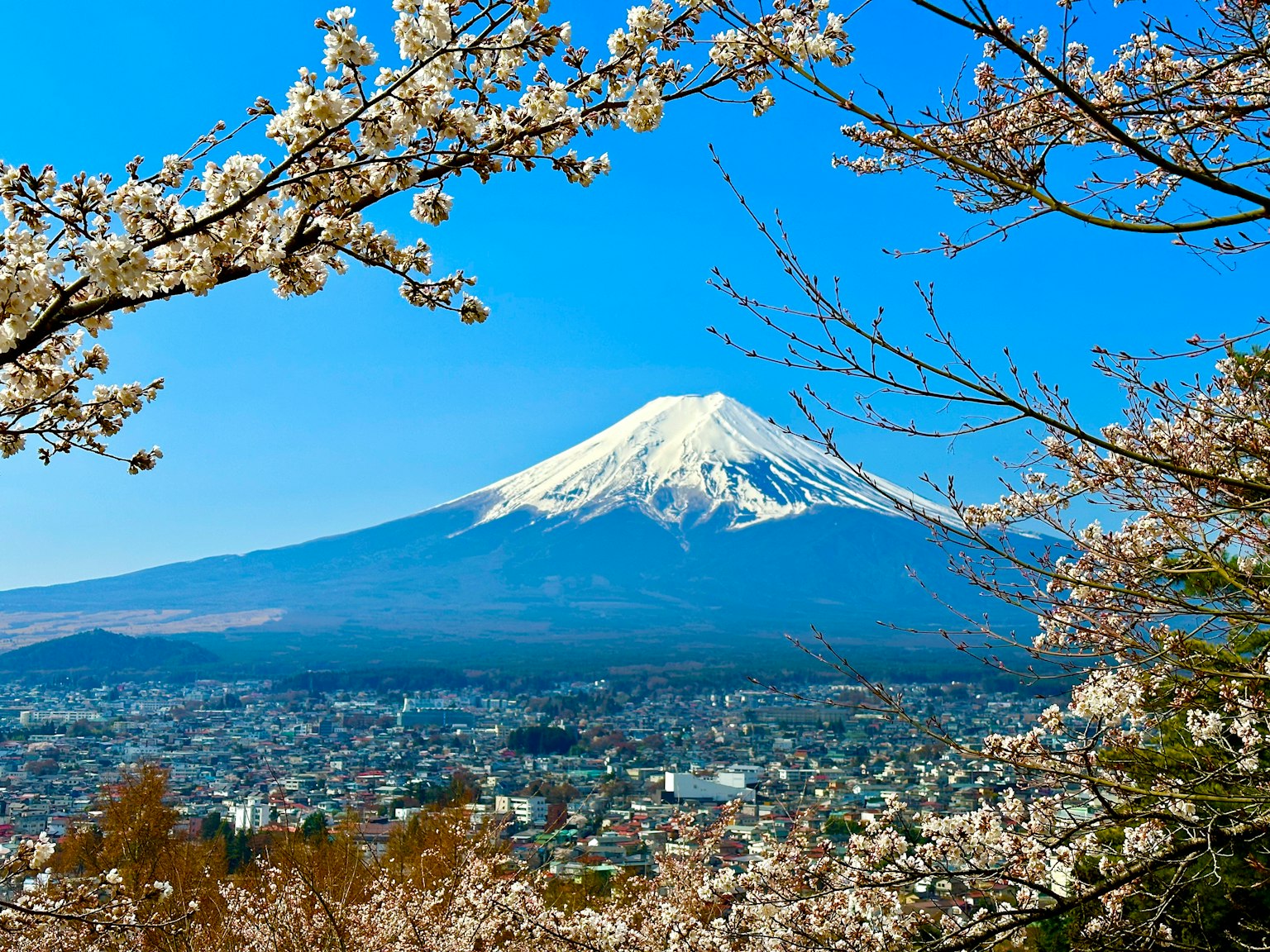Gunung Fuji dengan bunga sakura di latar depan