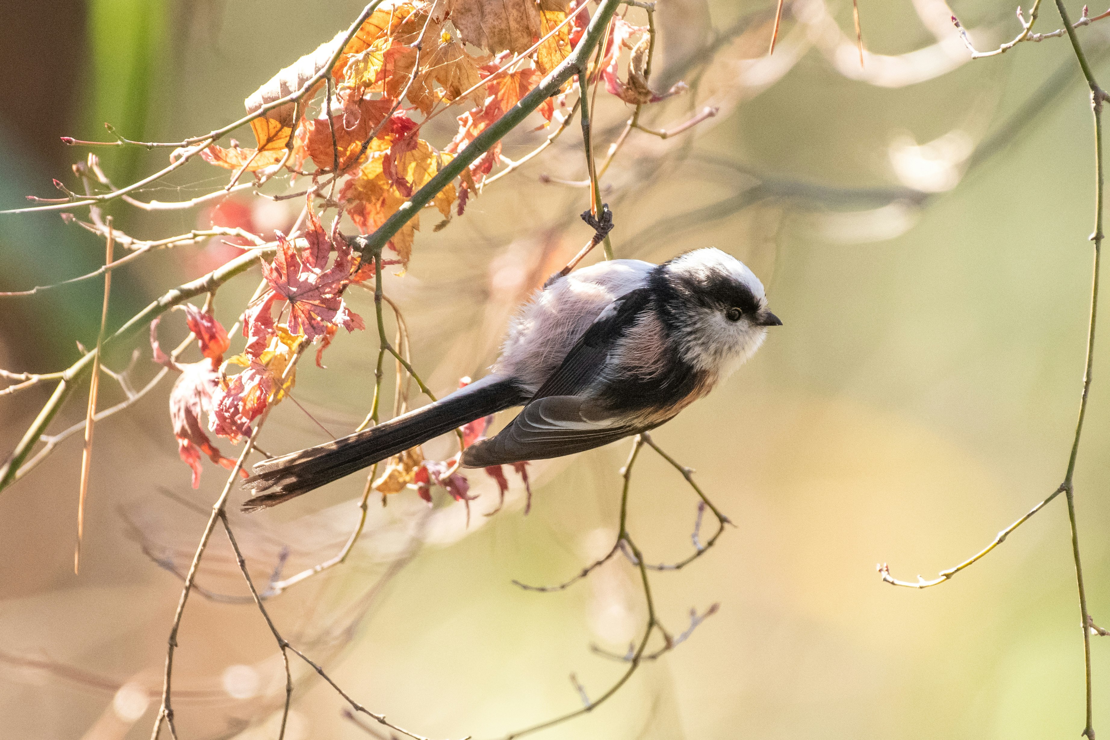 small bird perched on a branch with red berries