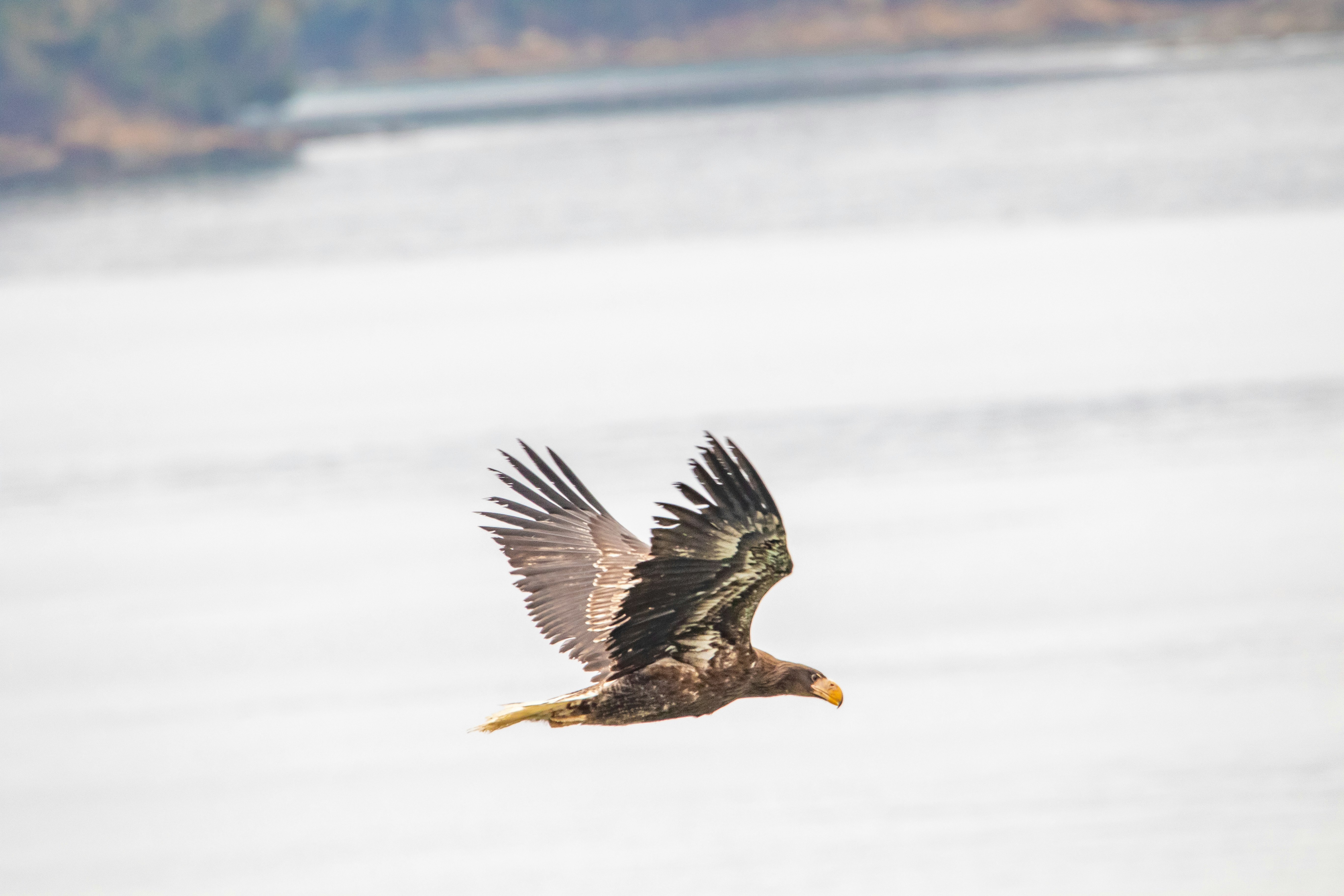 飛び立つ鳥のシルエットが水面上を横切る瞬間
