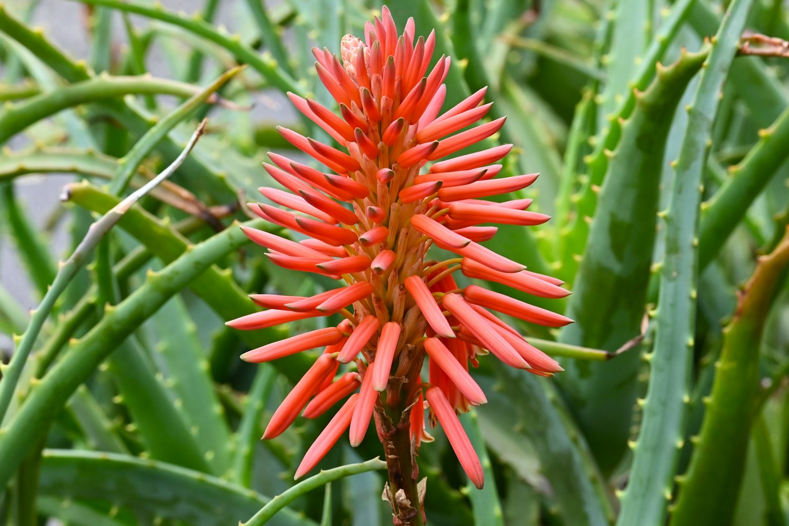Gros plan d'une plante d'aloe avec des fleurs rouges vives