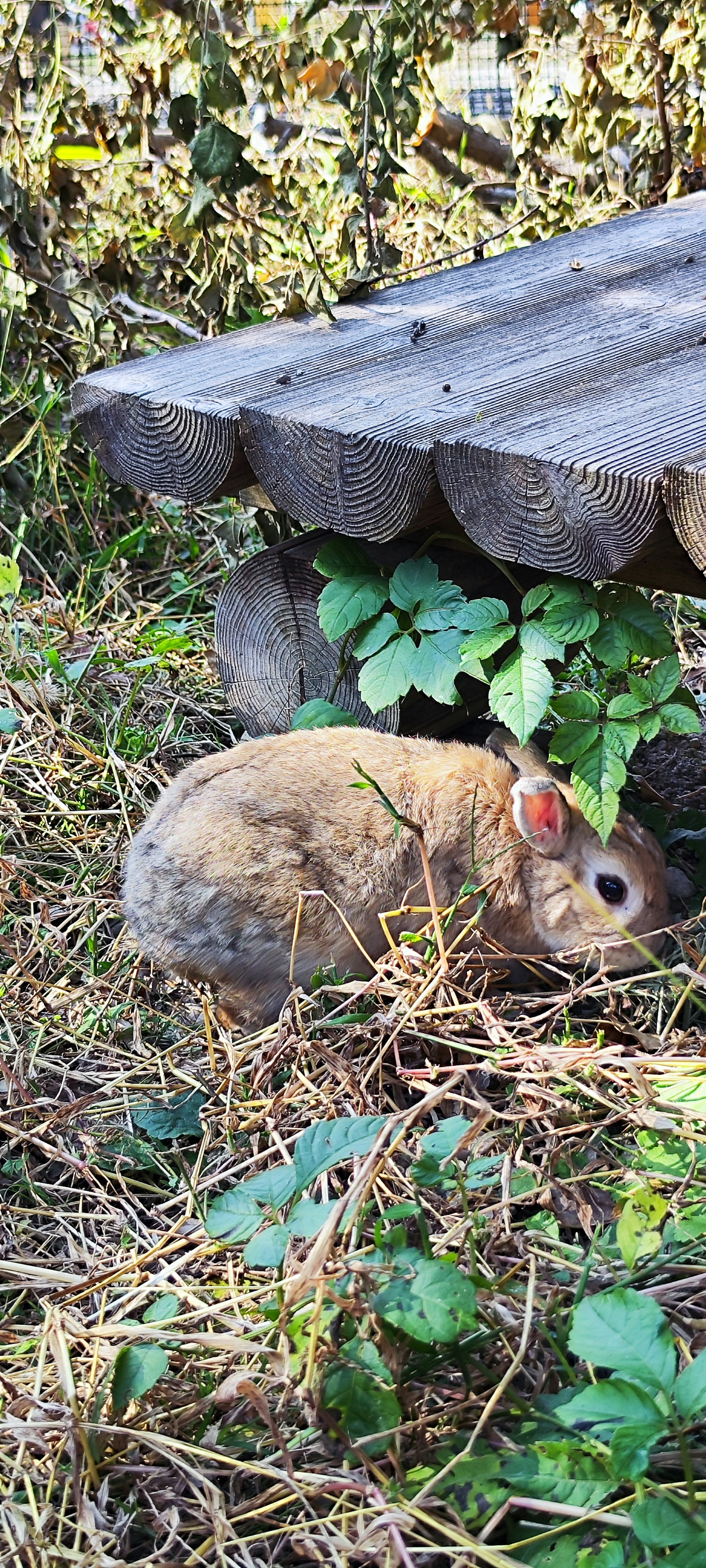 Ein kleines Kaninchen, das sich im Gras und zwischen Blättern versteckt