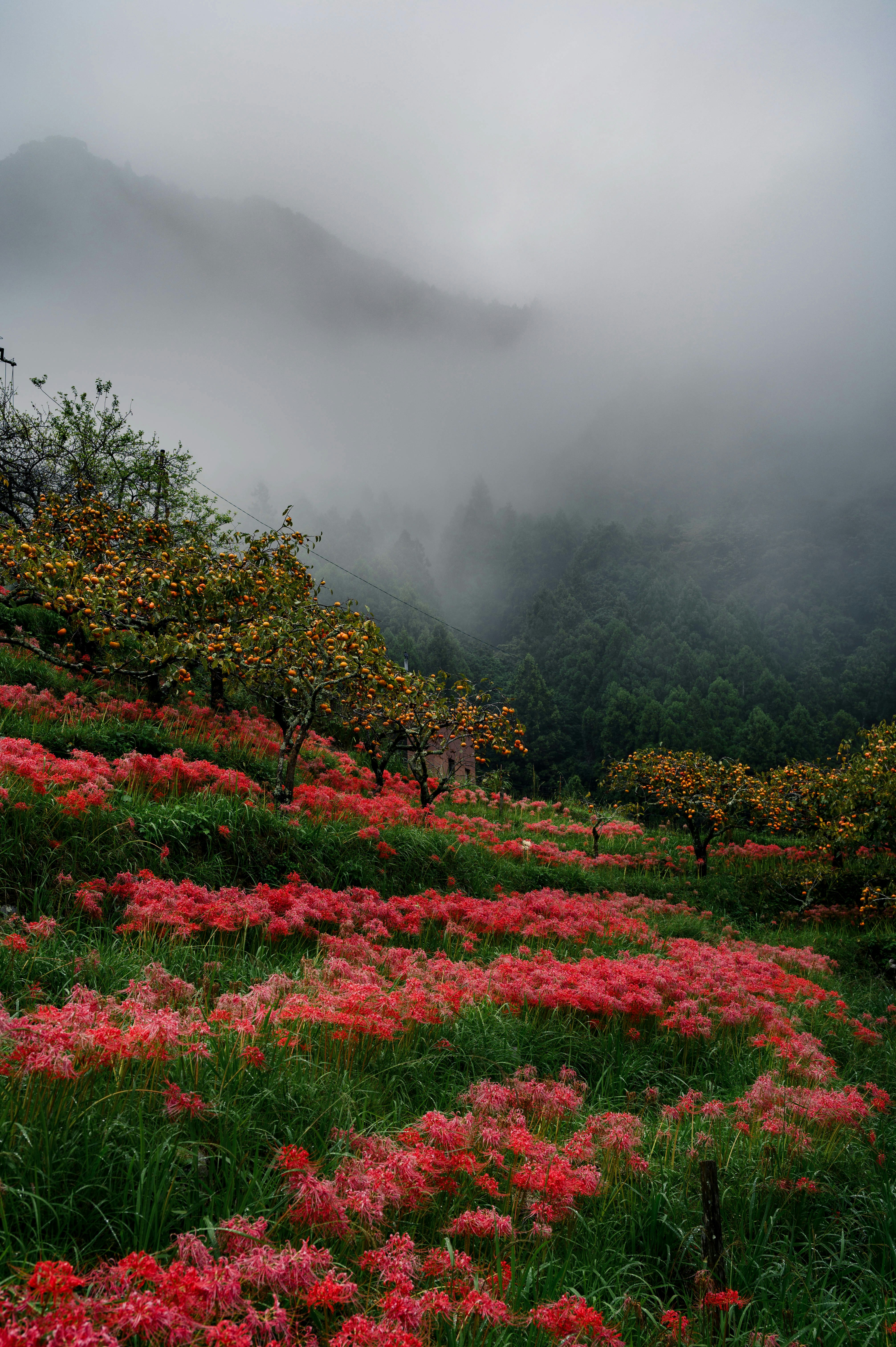 雨に煙る山あいの彼岸花が咲く花畑