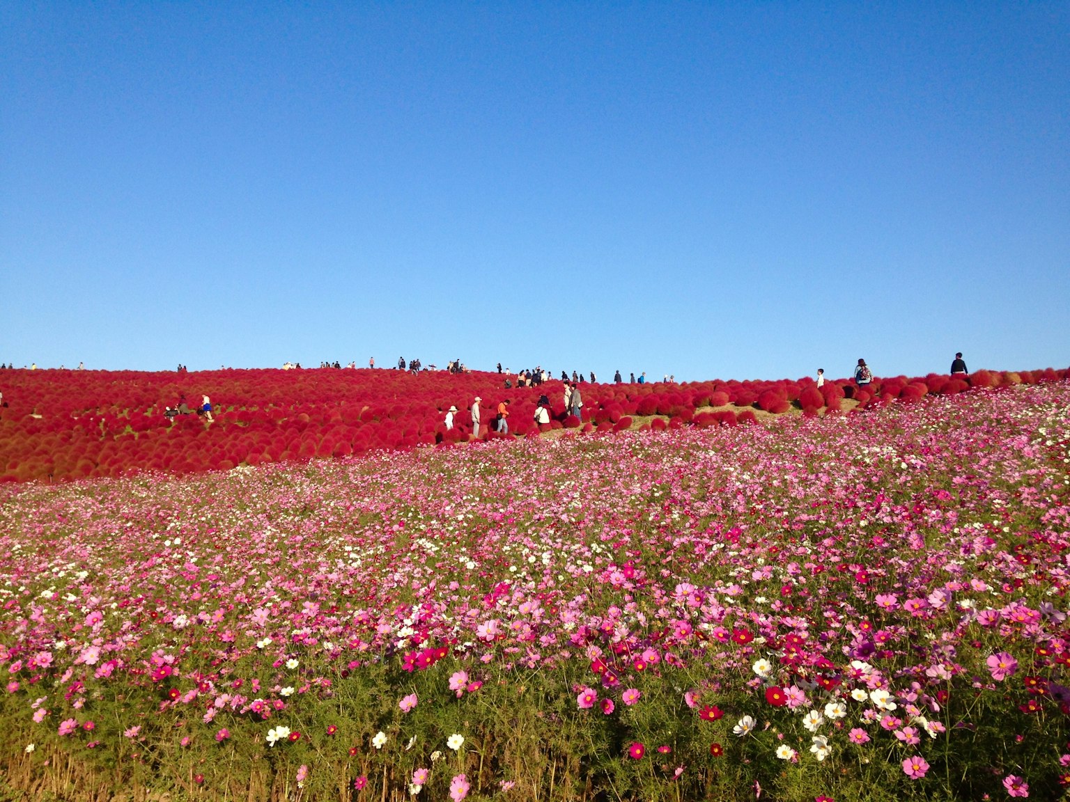 Vast flower field with colorful blooms under a clear blue sky
