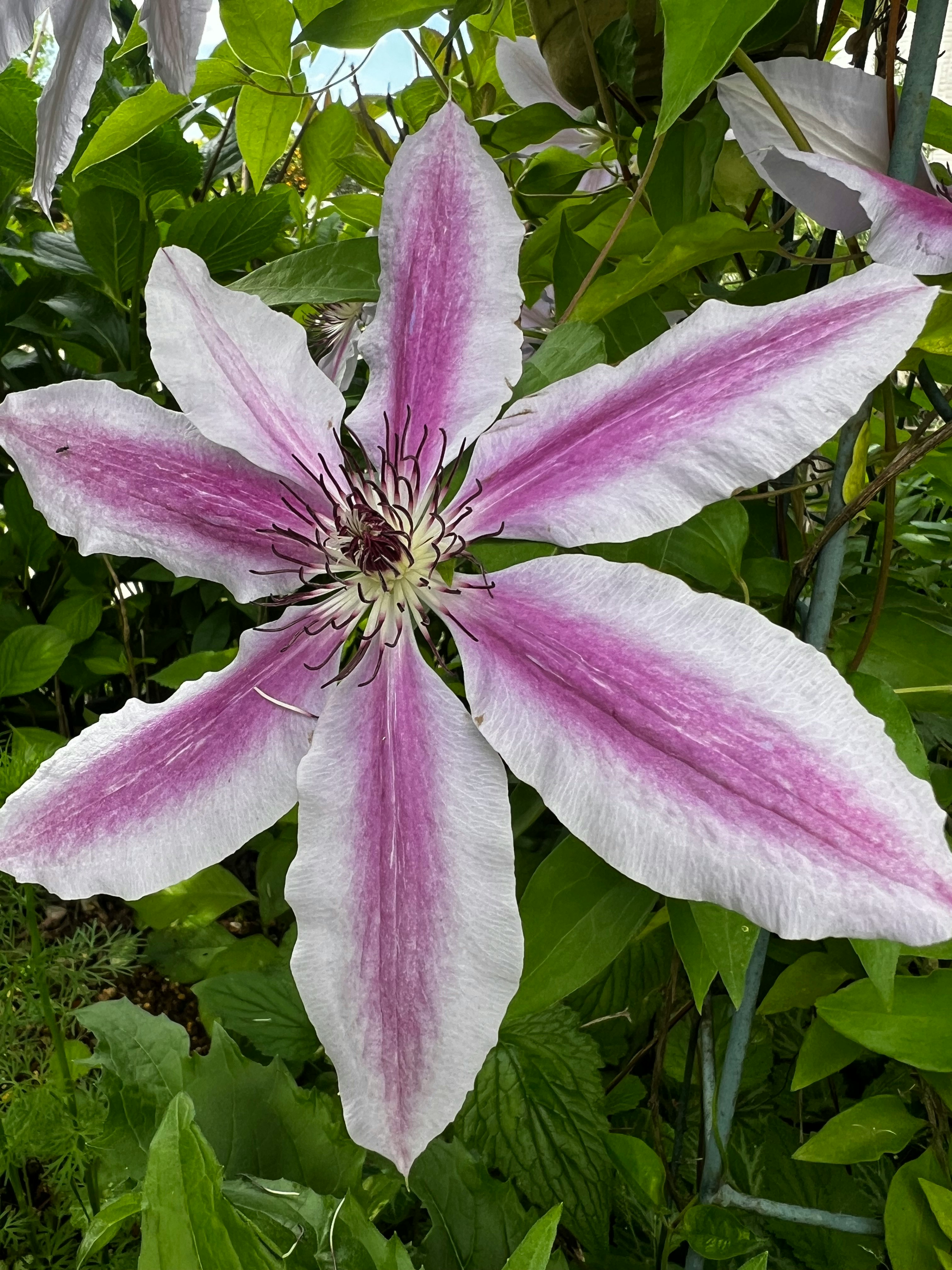 ピンクの八重咲きクレマチスの花と緑の葉