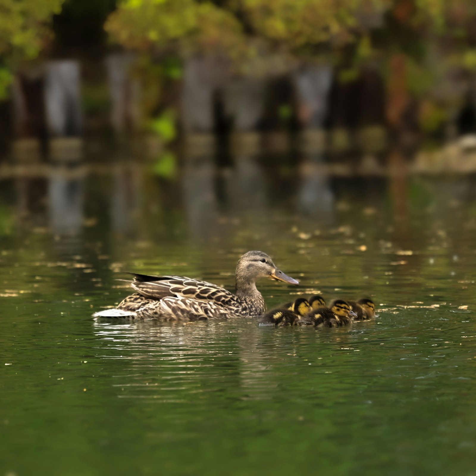 水面に浮かぶアヒルと小さな水鳥のいる池の風景