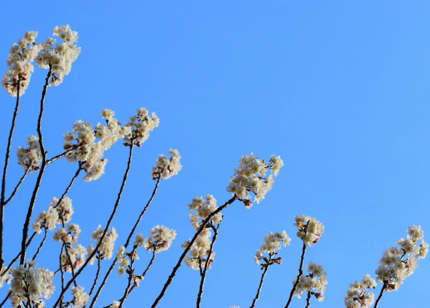 青空に咲く白梅の花