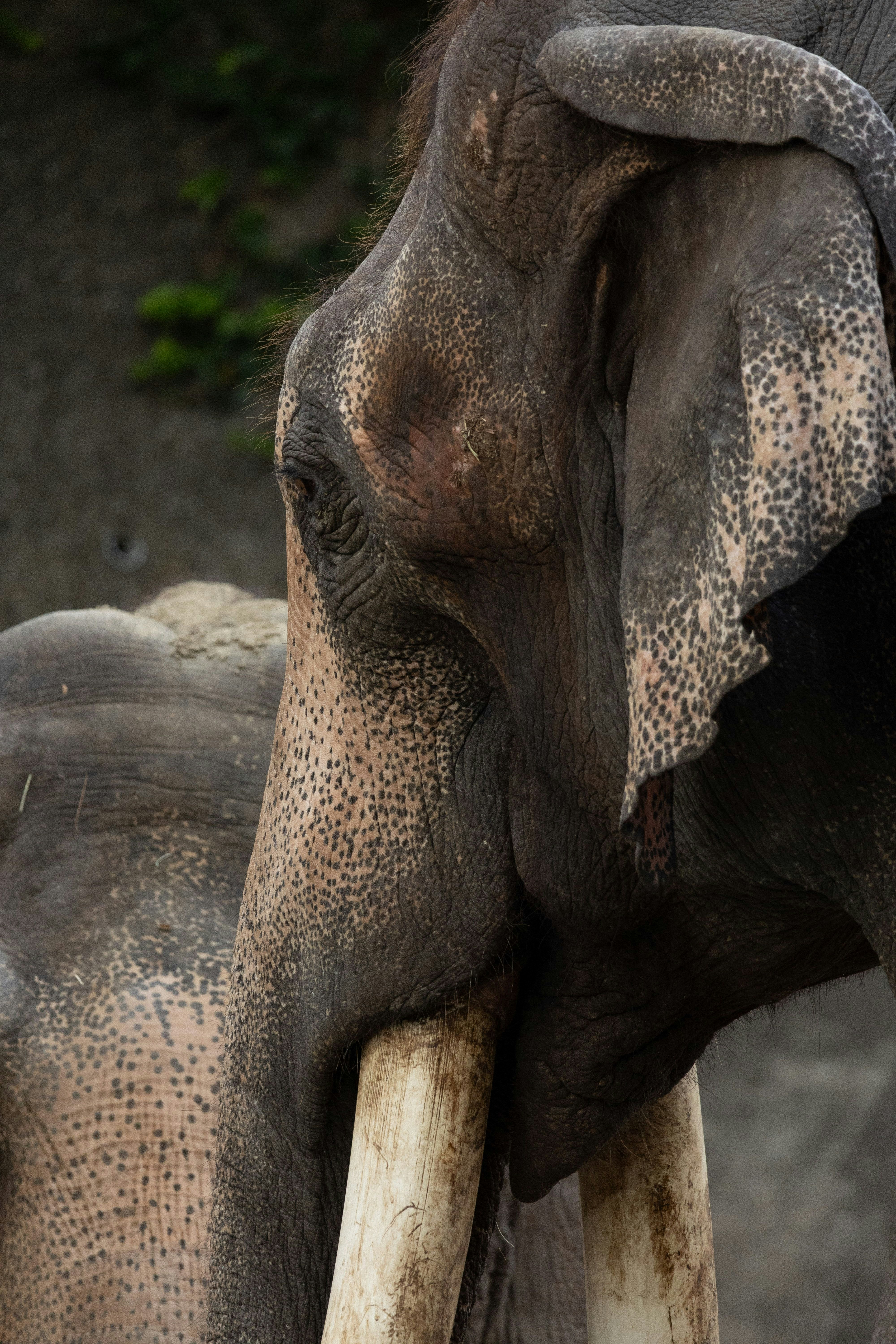 動物園の象の鼻先と顔のアップ