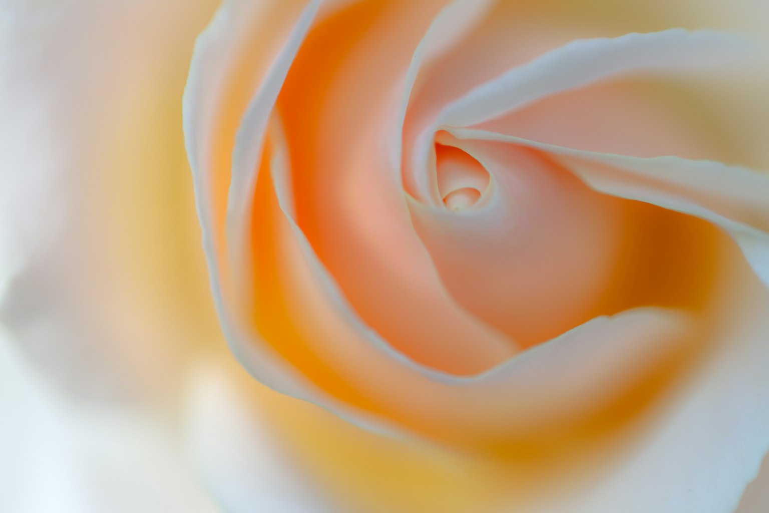 Close-up of a peach and cream rose petal