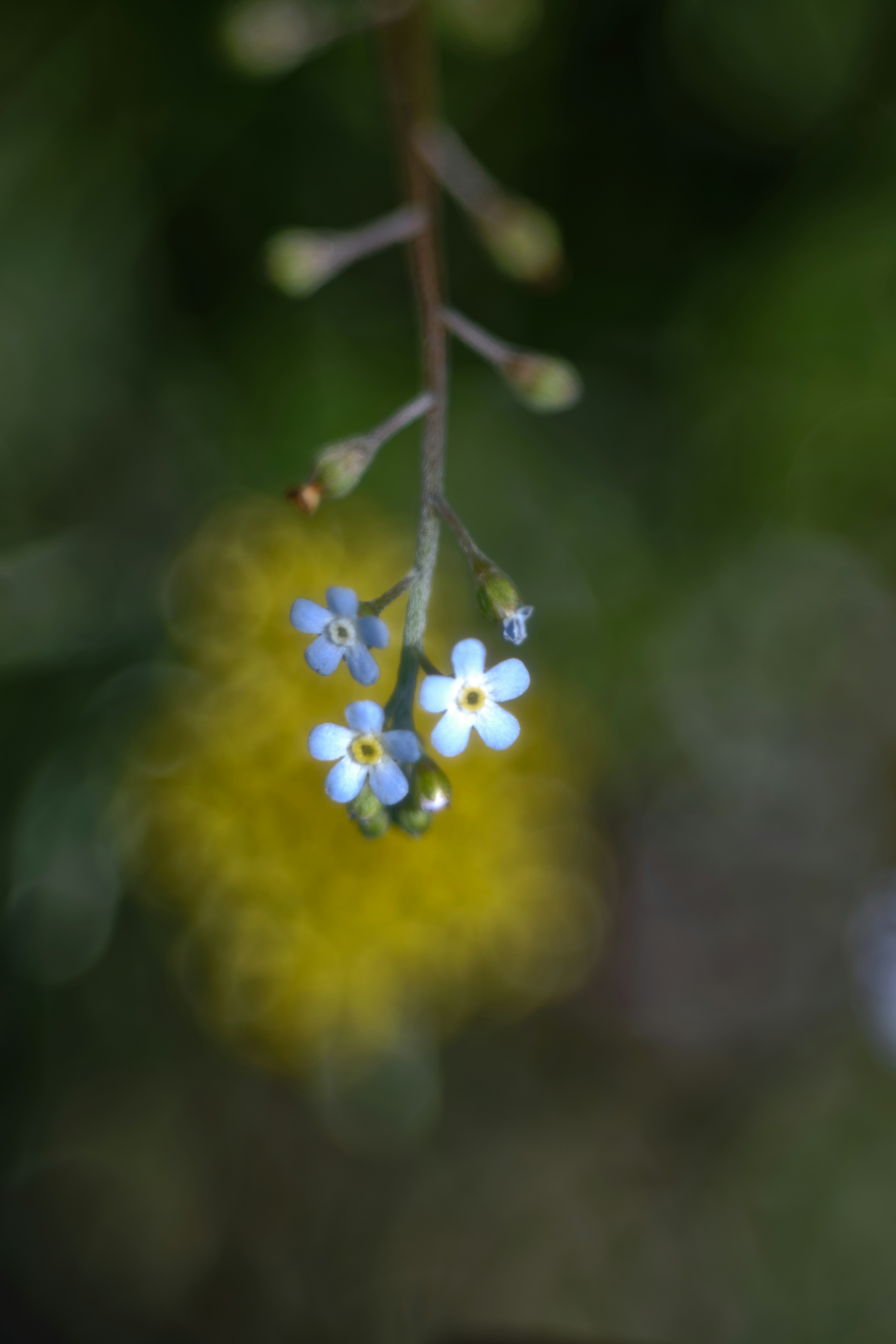 小さなキュウリグサの青い花が揺れる草むらのマクロ画像