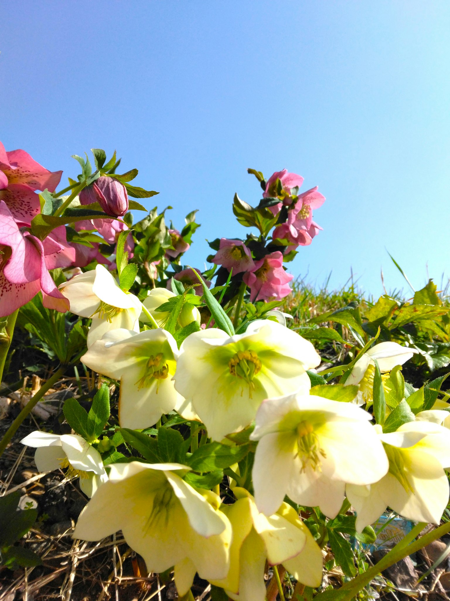 Fleurs blanches et fleurs roses sous un ciel bleu