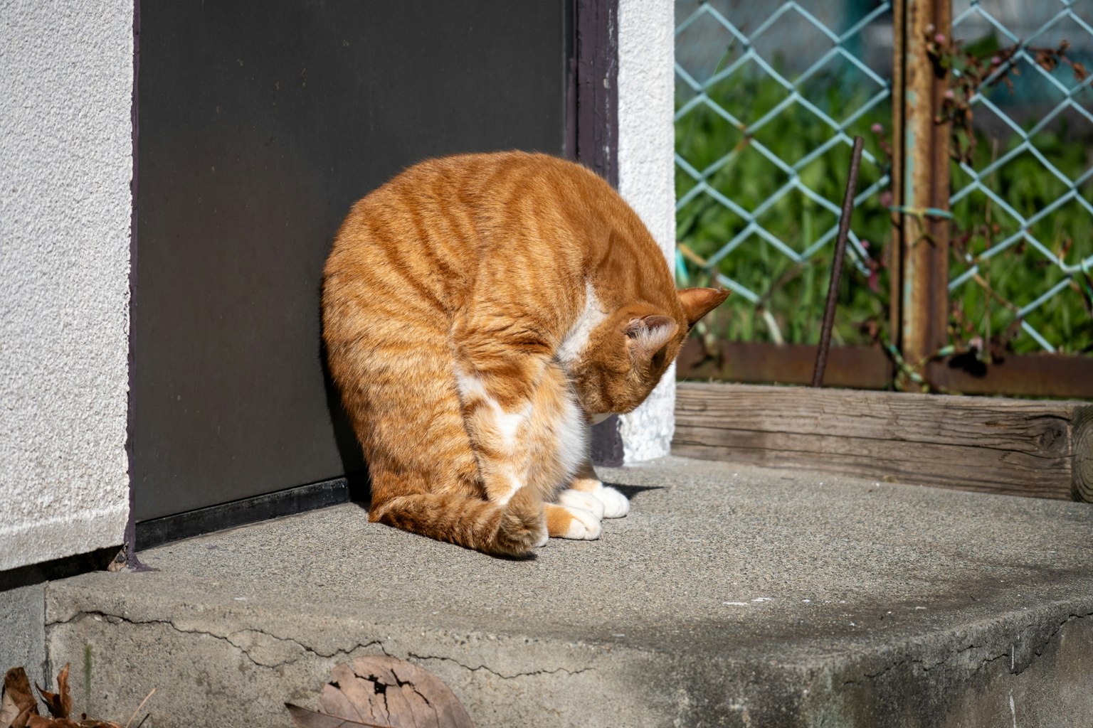 Orangen Katze schaut auf etwas auf einer Betonoberfläche