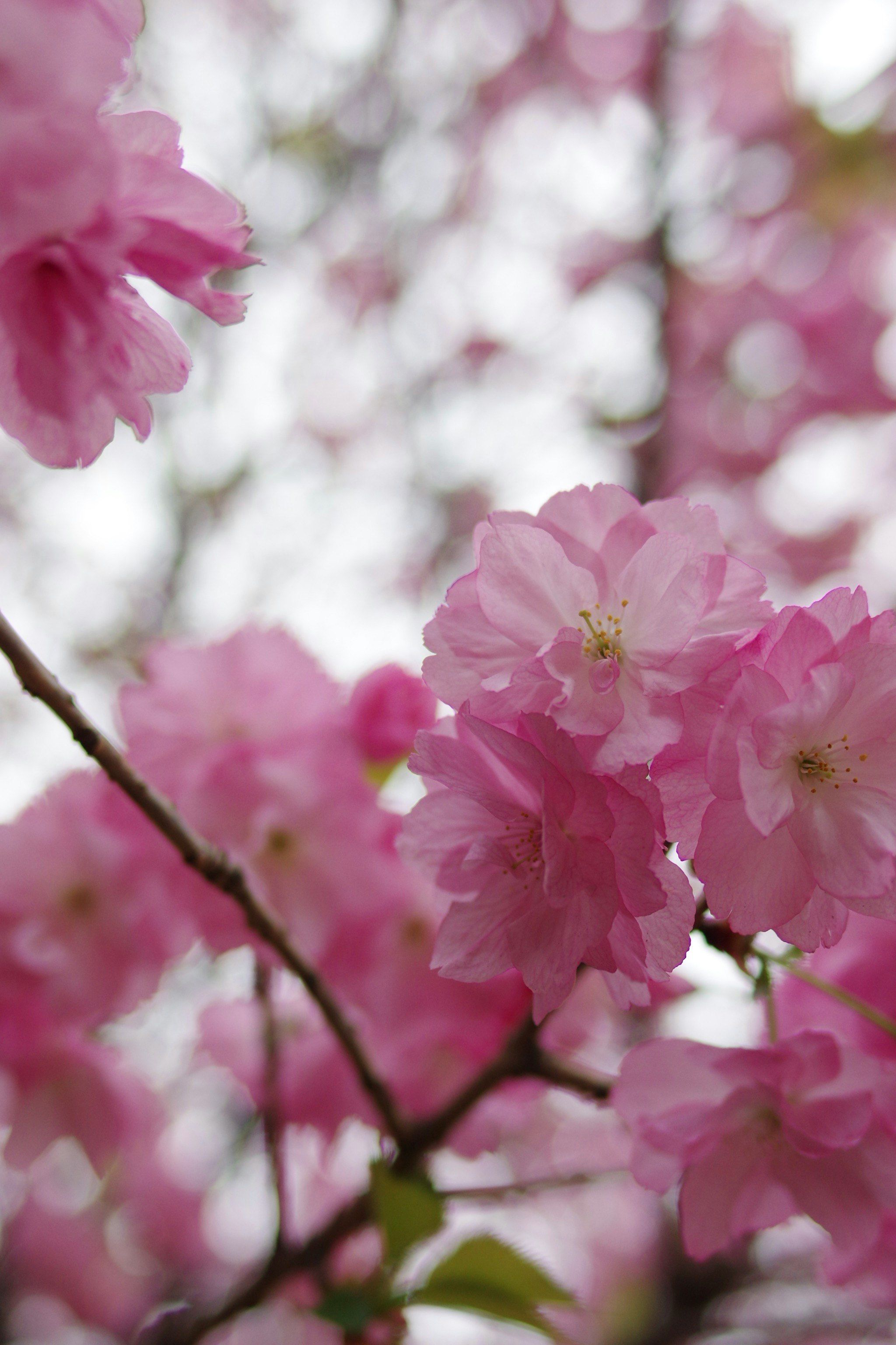 ピンクの桜の花が咲く枝とボケ背景