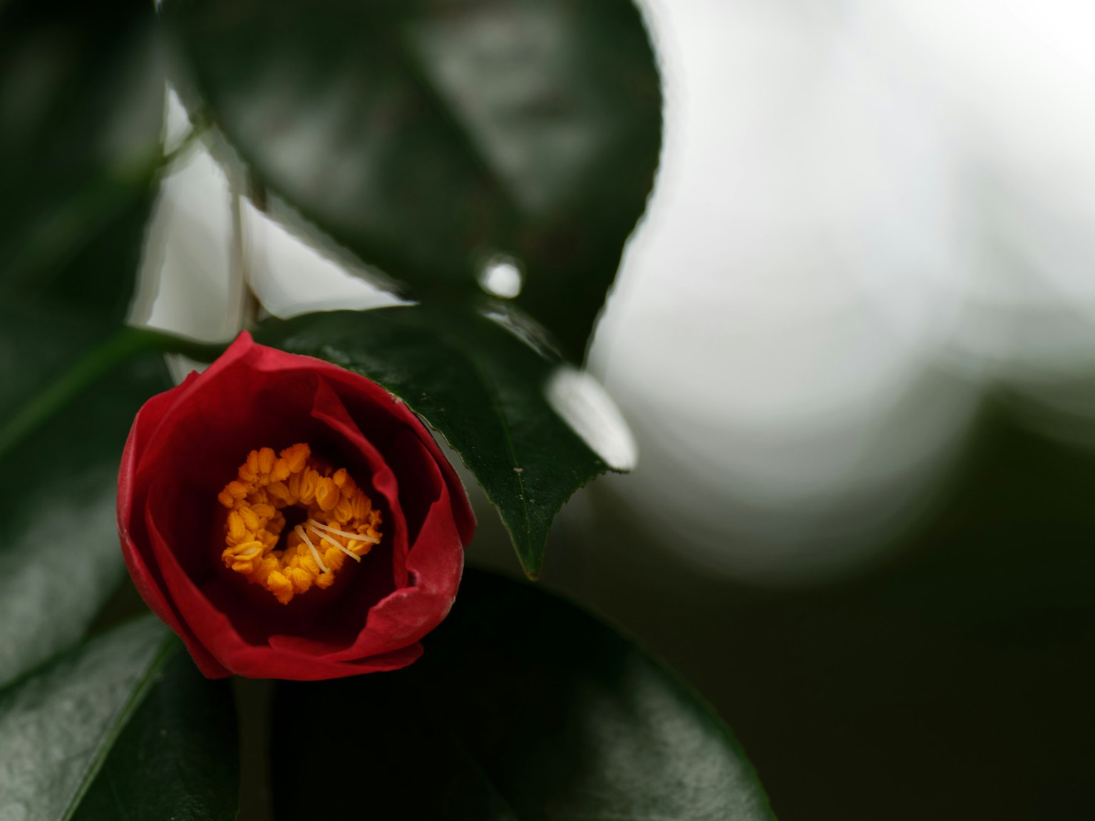Capullo de flor roja con centro amarillo y hojas verdes