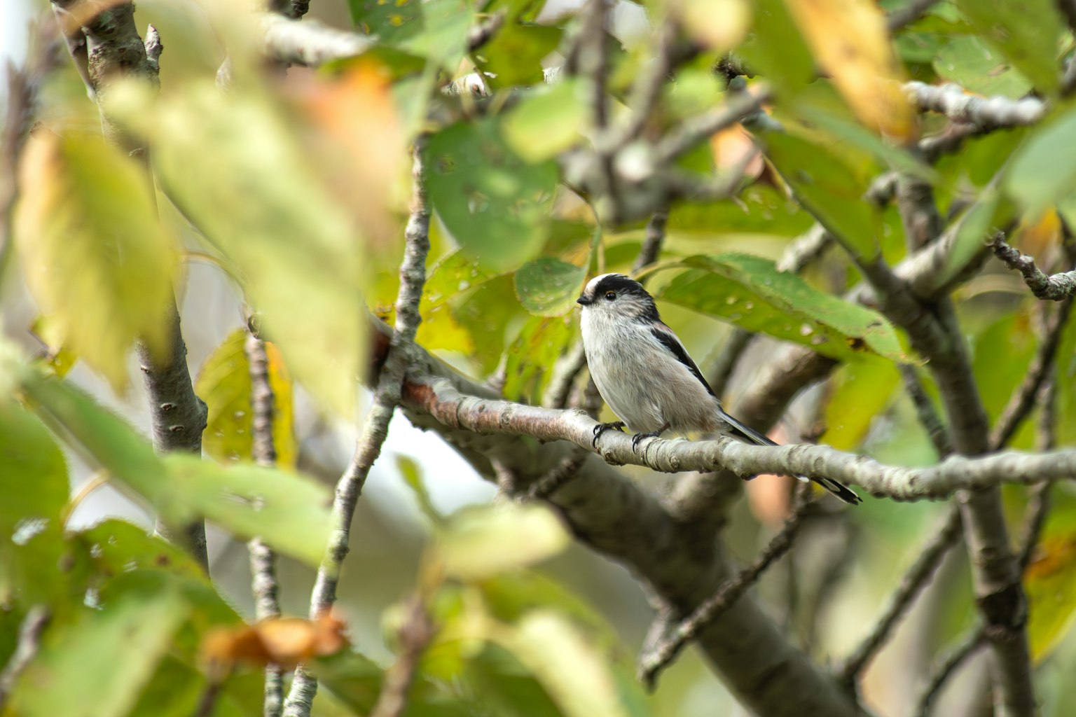 Un petit oiseau perché sur une branche entouré de feuilles vertes